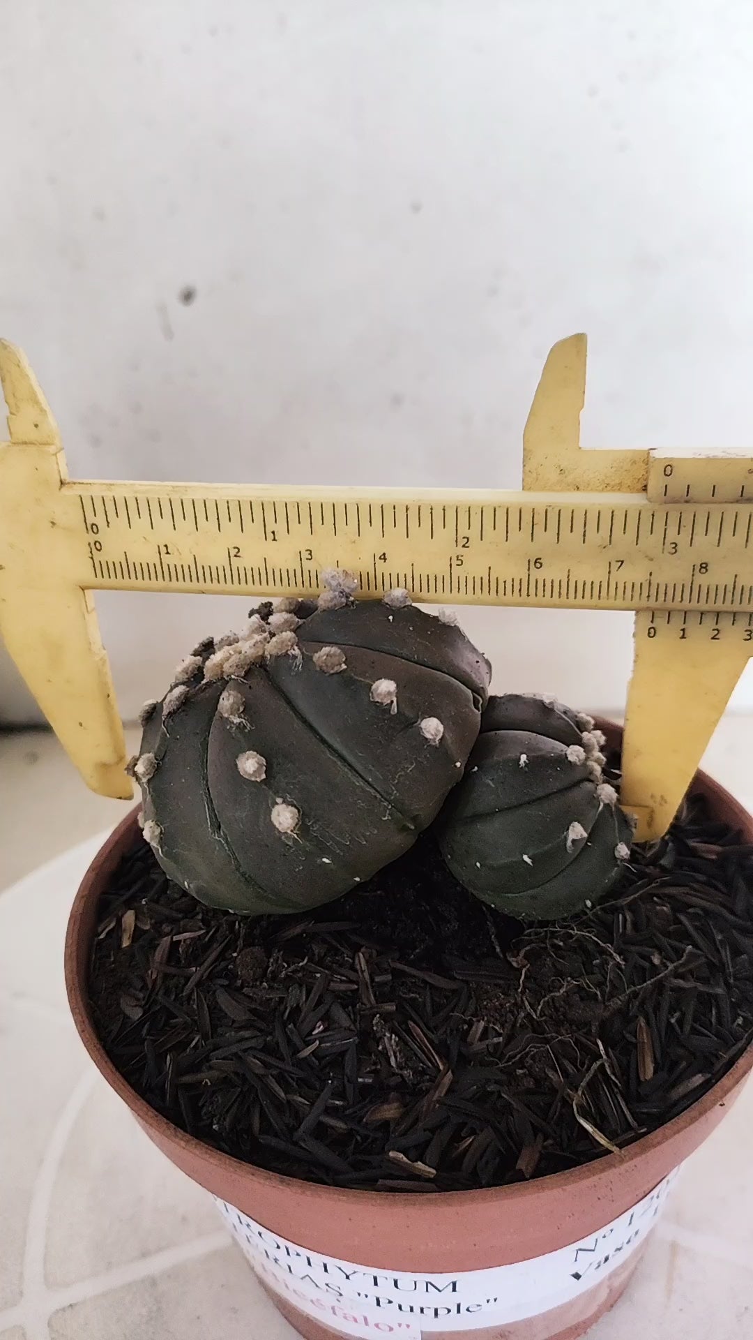 ASTROPHYTUM ASTERIAS BICÉFALO “Purple”  Nº 1204 – vaso 11