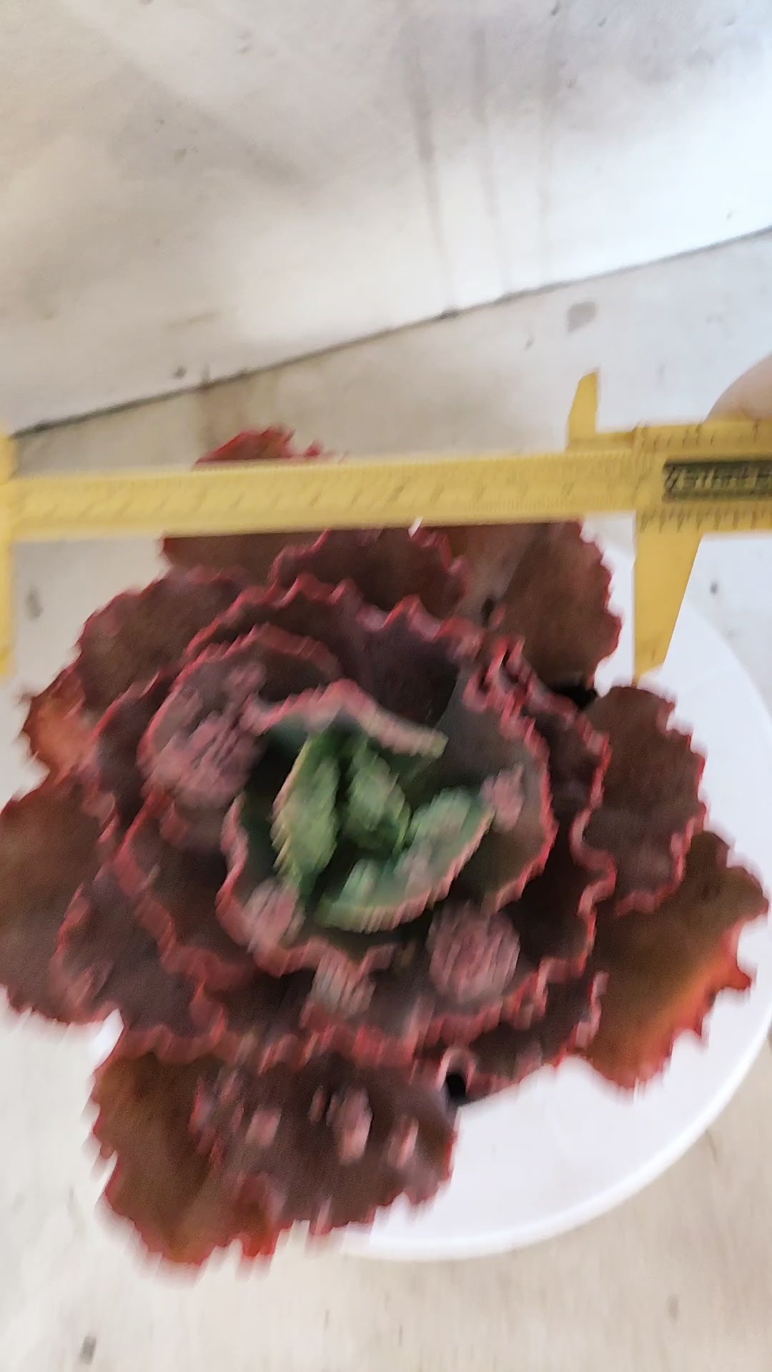 Suculenta Echeveria 'Virginia Lee' N° 61 - Vaso 15