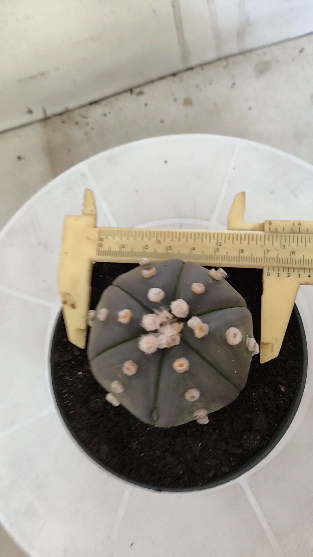 ASTROPHYTUM ASTERIAS Purple "6 Ribs" Nº 1062 – vaso 11