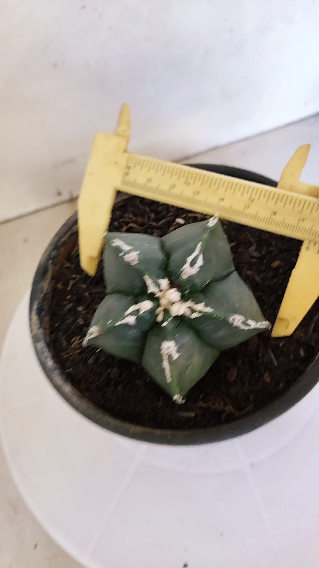 ASTROPHYTUM cv KIKKO "Hakkun" Nº 1208 – vaso 15