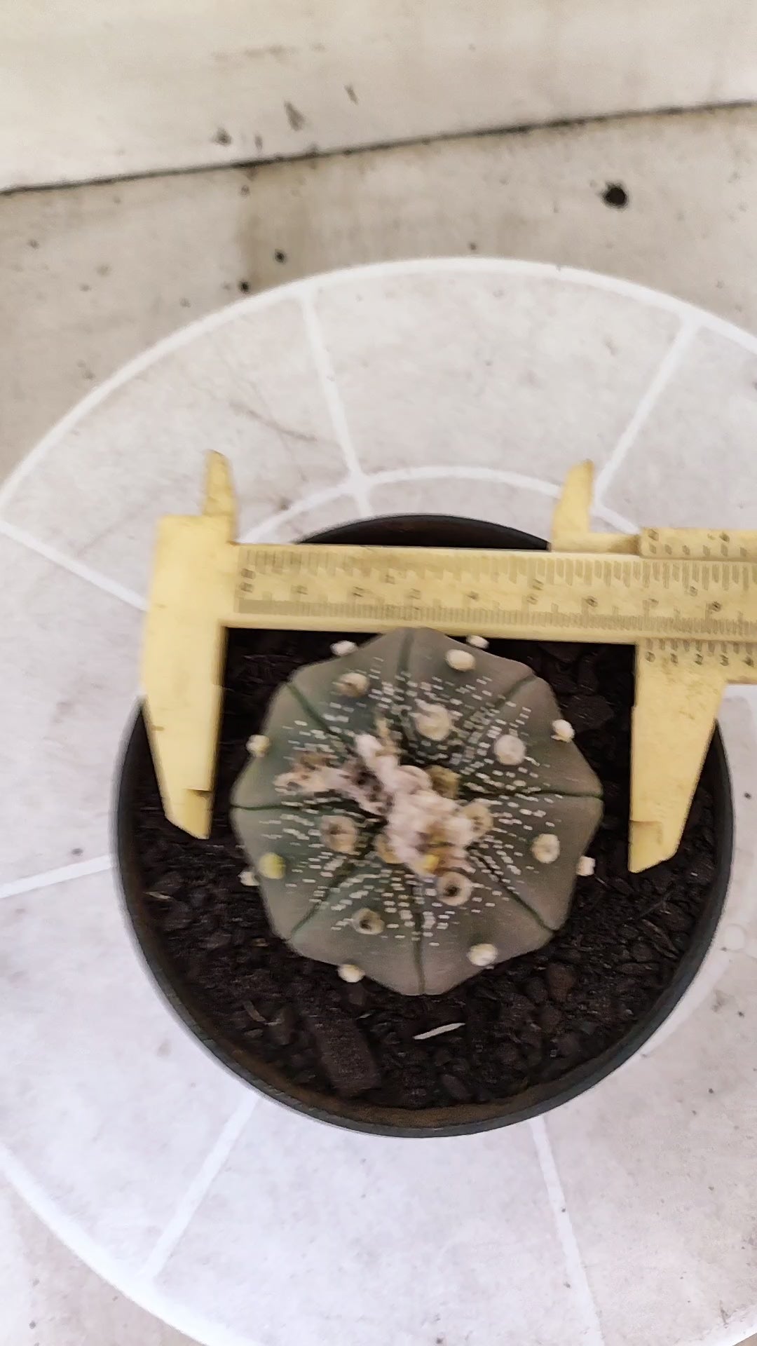 ASTROPHYTUM ASTERIAS "STAR SHAPE - Purple  Nº 1748 – vaso 11
