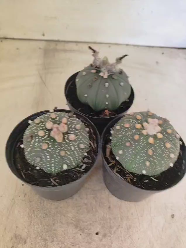 Kit 3 Astrophytum Asterias - O Cacto Estrela (Coleção Especial)