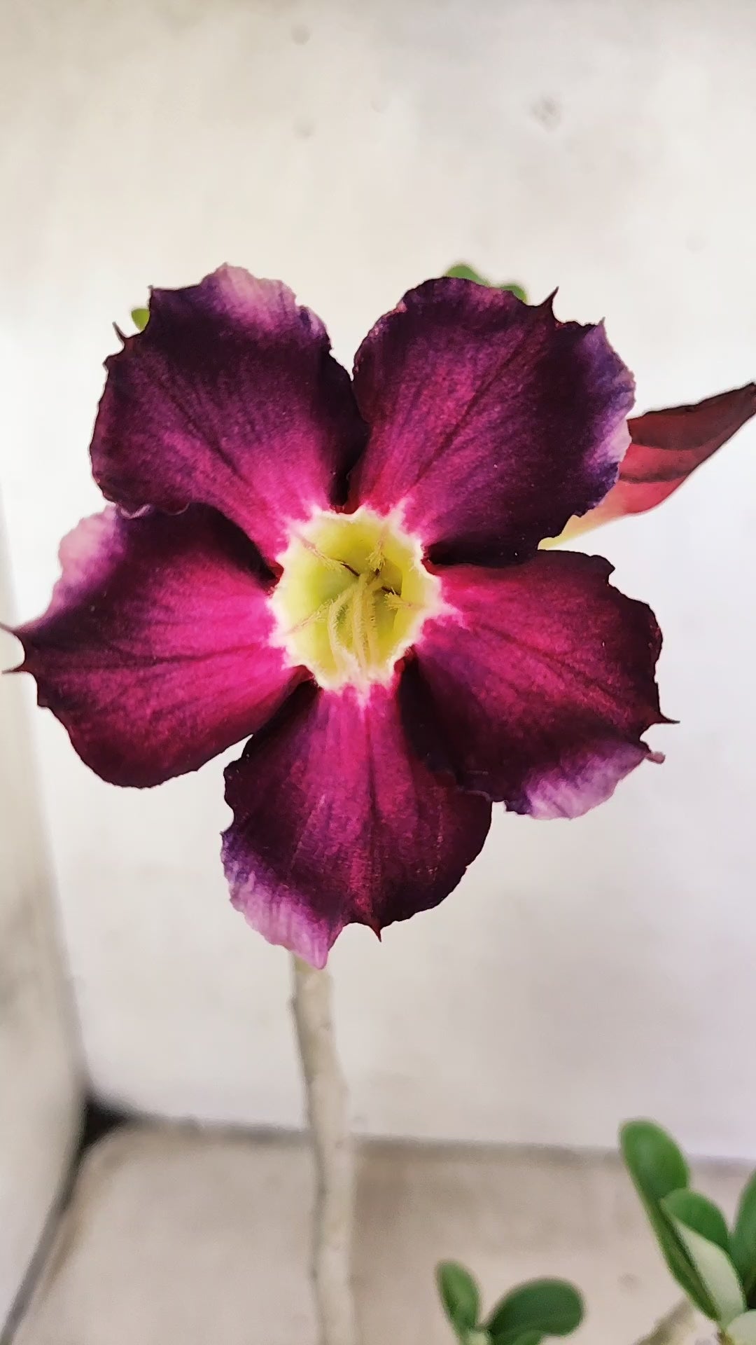 Planta Simples 3557 – 30cm – 02 anos