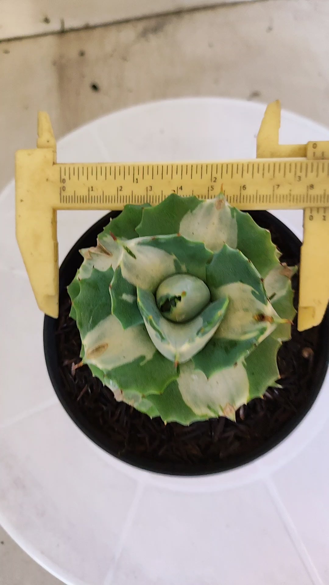 Suculenta AGAVE ISTHMENSIS 'OHI RAIJIN' VARIEGATA  Nº 21 - Vaso 11