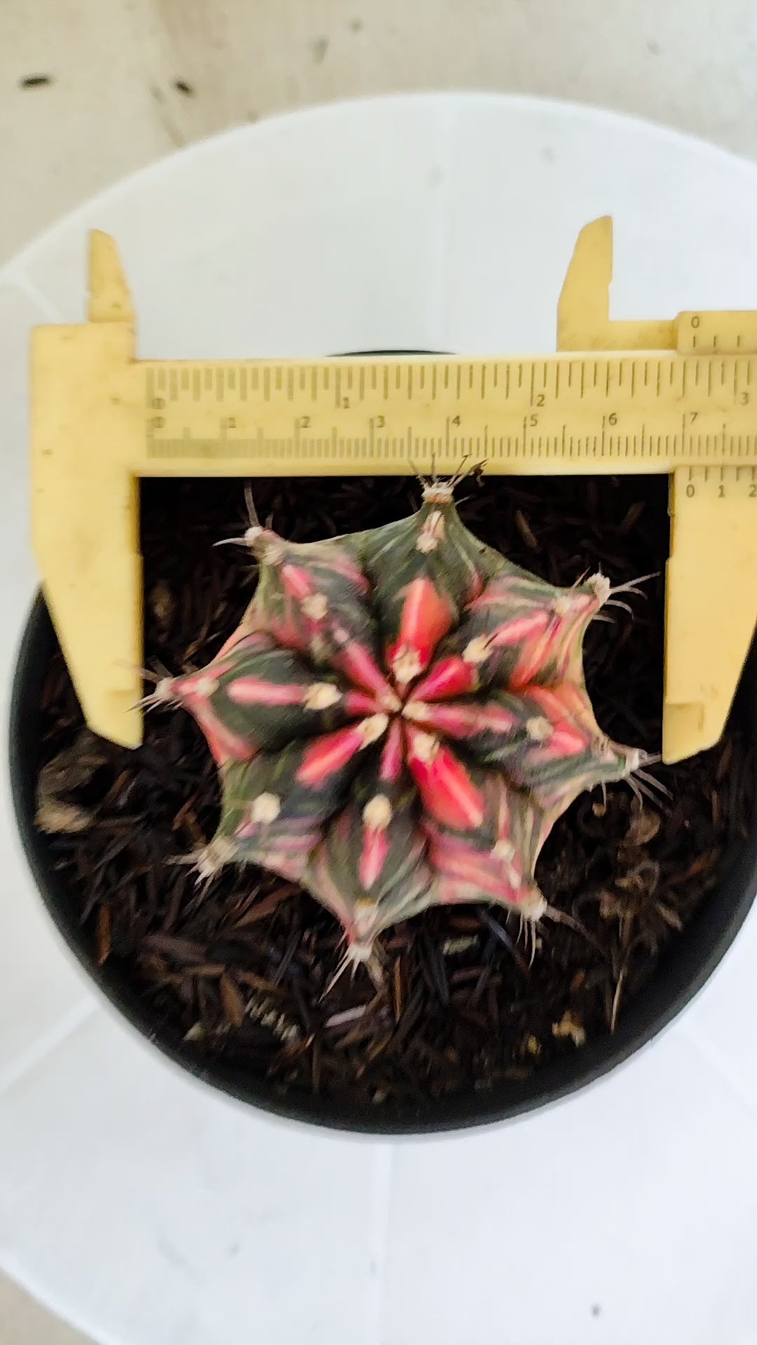 GYMNOCALYCIUM Mihanovichii "Variegata" Nº 1230 – vaso 11