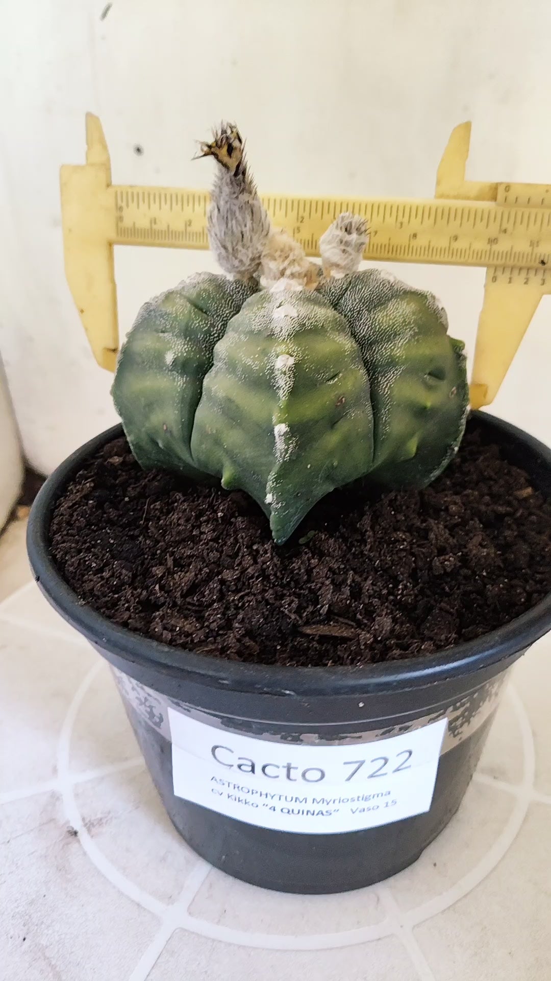 ASTROPHYTUM cv KIKKO VARIEGATA "4 Quinas" Nº 722 – vaso 15
