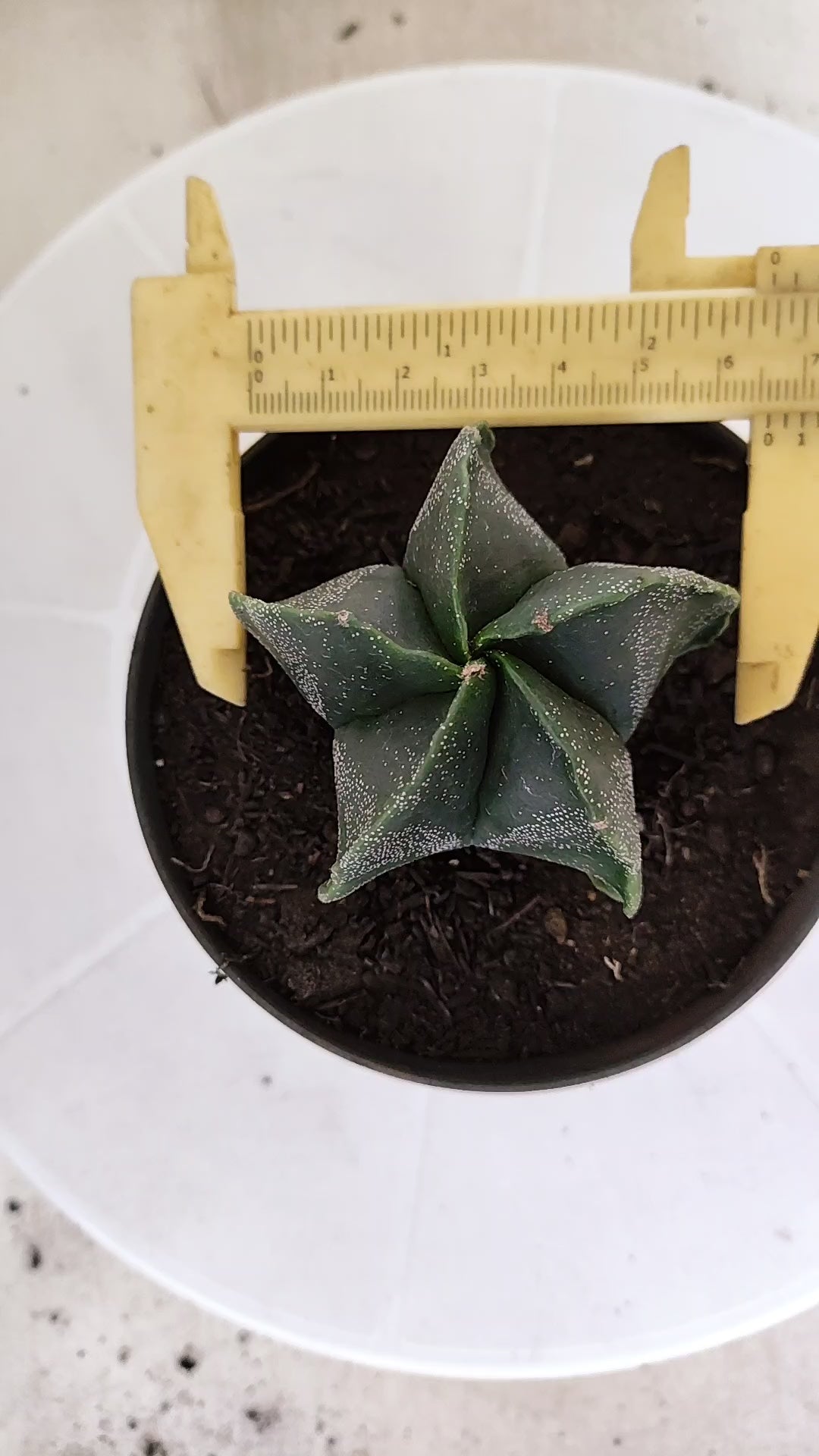 ASTROPHYTUM MYRIOSTIGMA Nº 1243 – vaso 11