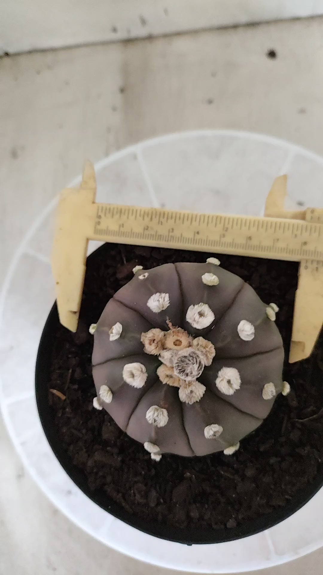 ASTROPHYTUM ASTERIAS  "SUPER KABUTO"  Nº 1753 – vaso 15