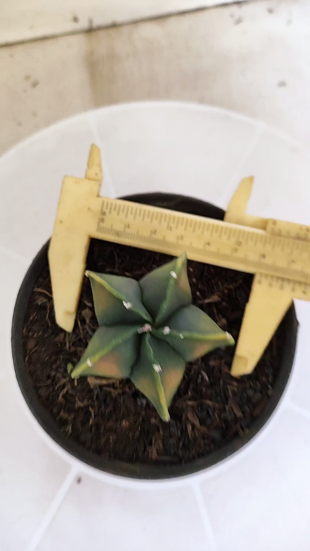 ASTROPHYTUM Myriostigma FUKURYU  Nº 1269 – vaso 11