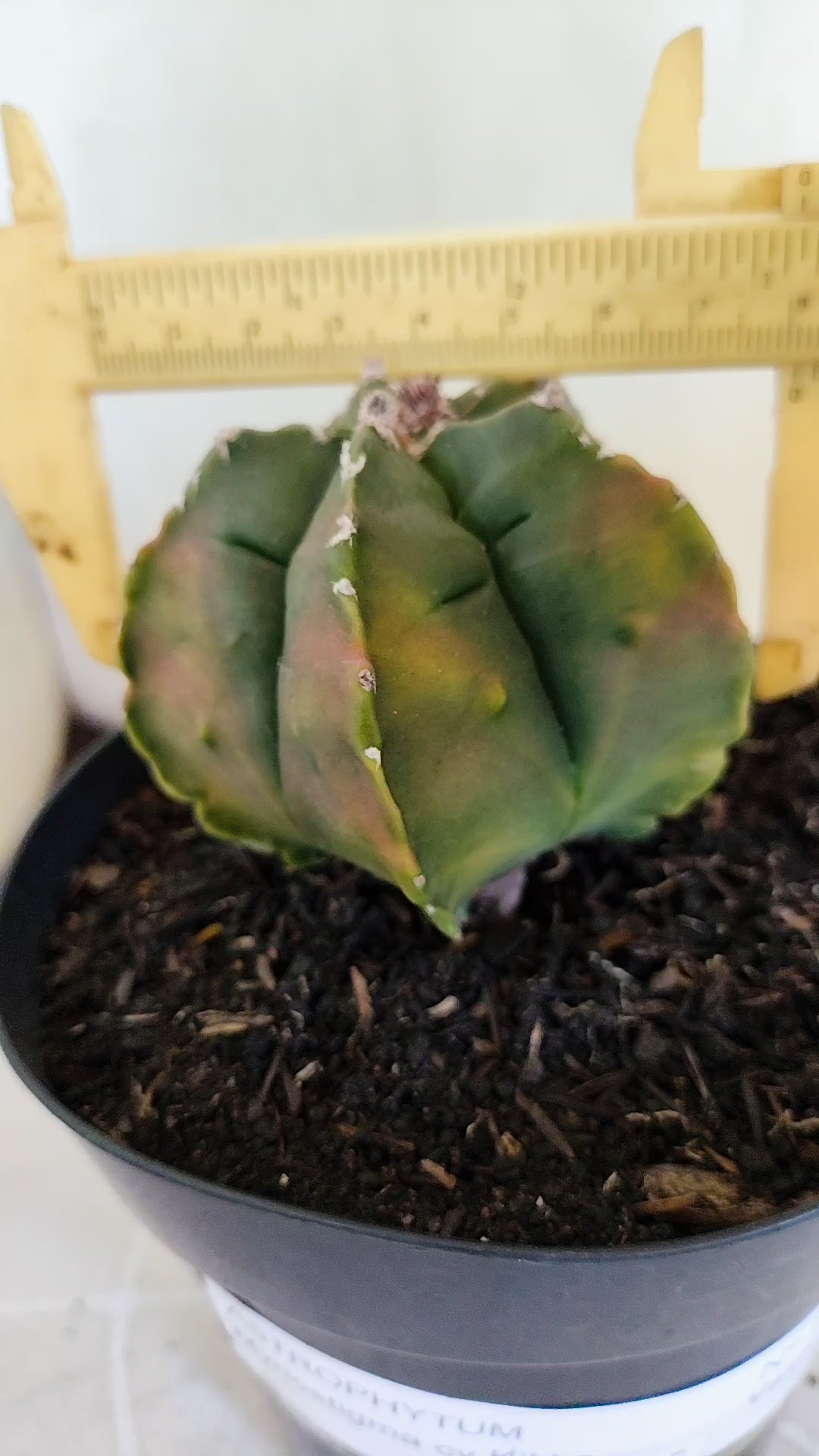 MATRIZ ASTROPHYTUM cv KIKKO  "Variegata" Nº 1424 – vaso 15