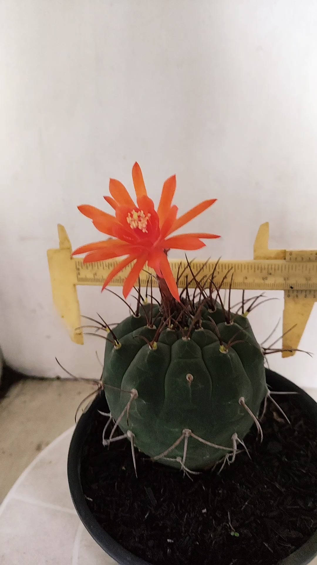 MATRIZ MATUCANA MADISONIORUM Nº 342 – vaso 15