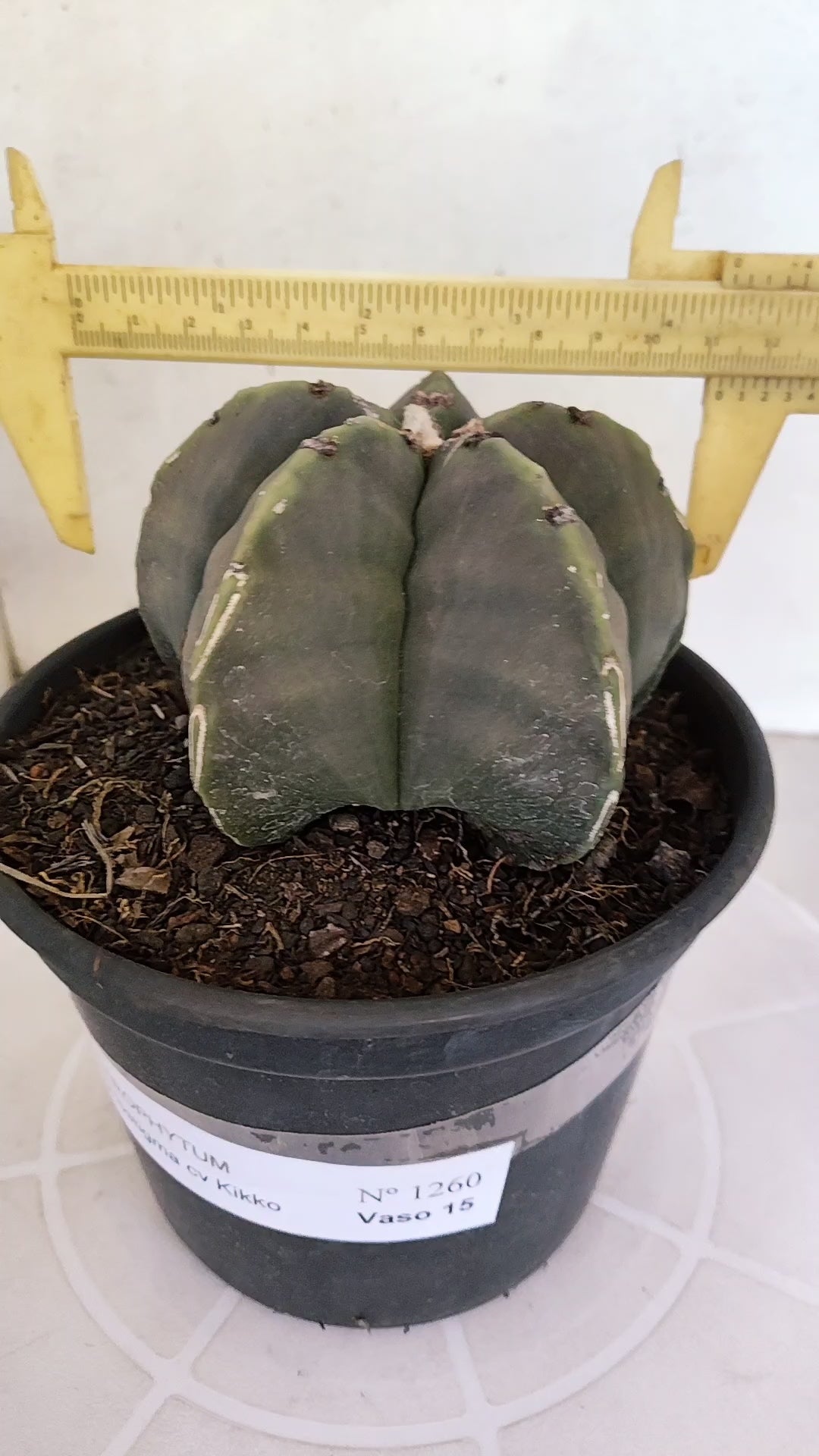 MATRIZ ASTROPHYTUM cv KIKKO  Nº 1260 – vaso 15