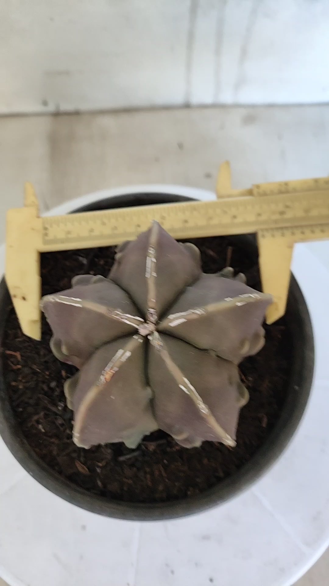 MATRIZ ASTROPHYTUM cv KIKKO "Fukuryu"  Nº 1361 – vaso 15