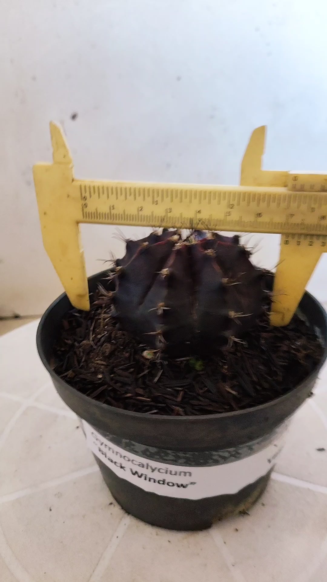 GYMNOCALYCIUM  "Black Window" - Nº 1207 – vaso 11