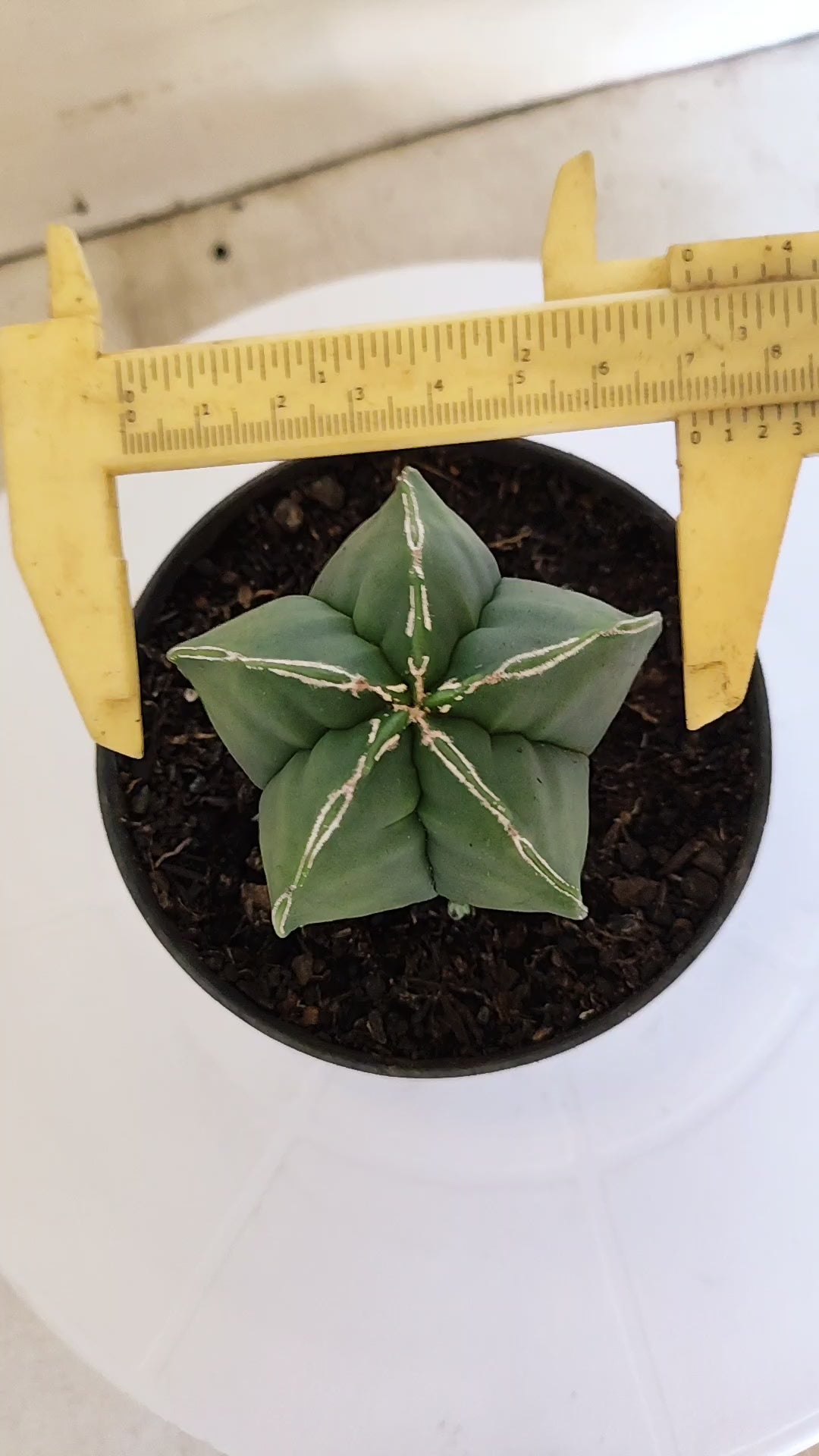 ASTROPHYTUM cv KIKKO  "NUDUM' Nº 267 – vaso 11