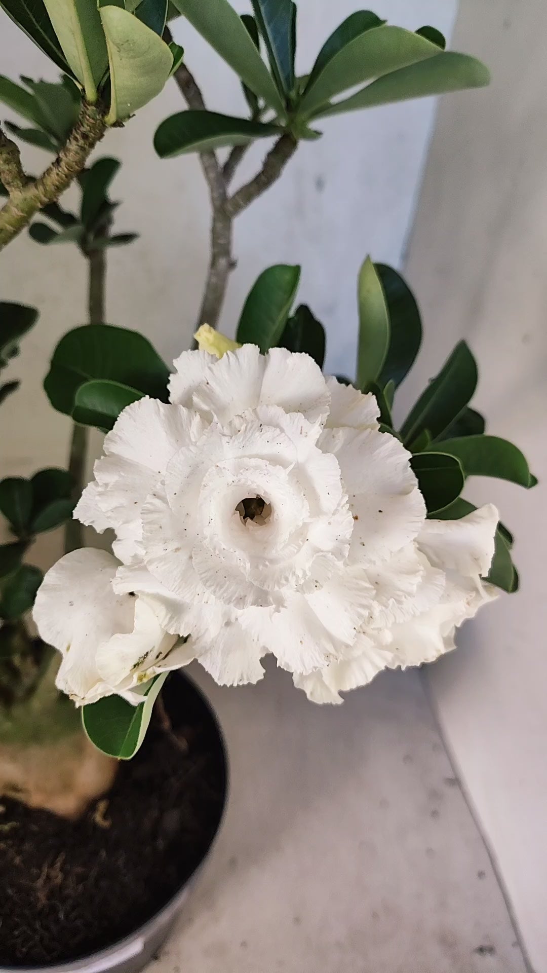 Planta Dobrada 3894 – 40cm – 04 anos