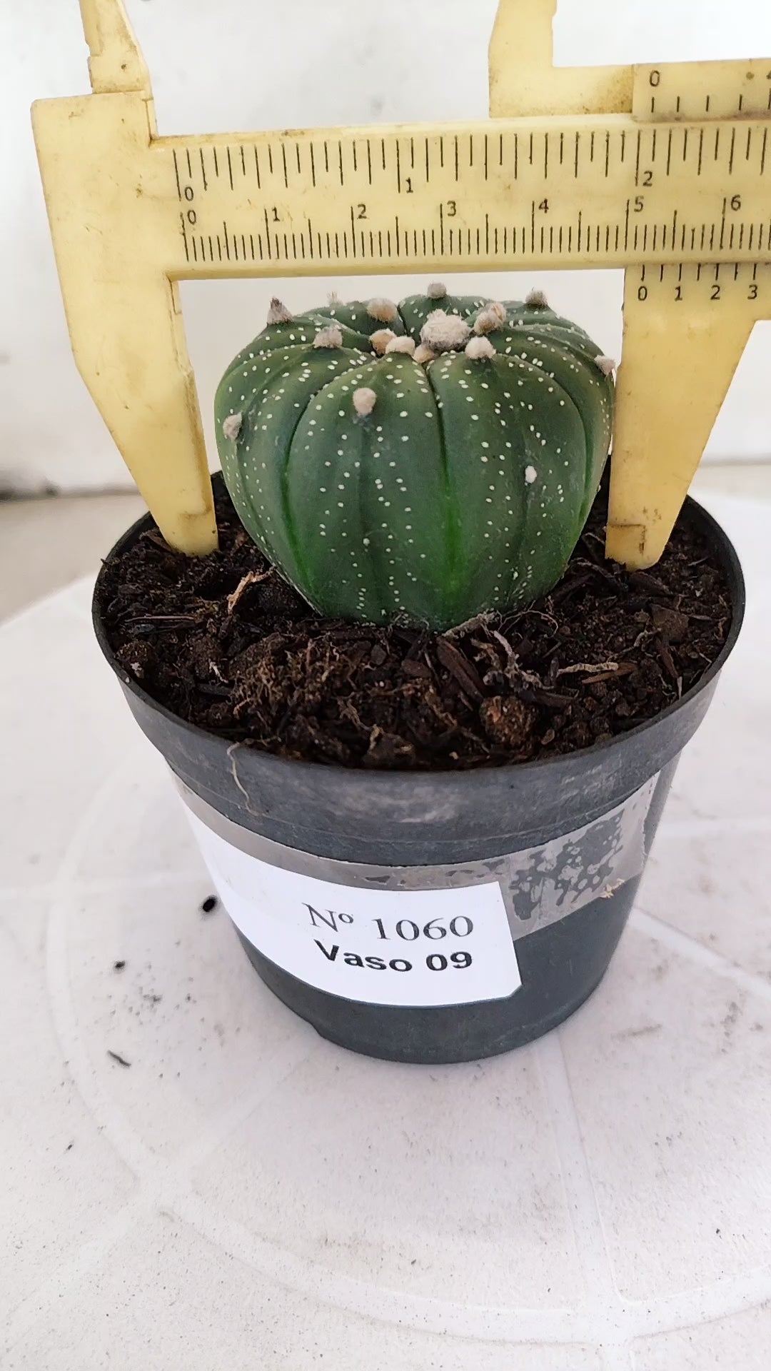 ASTROPHYTUM ASTERIAS  Nº 1060 – vaso 09