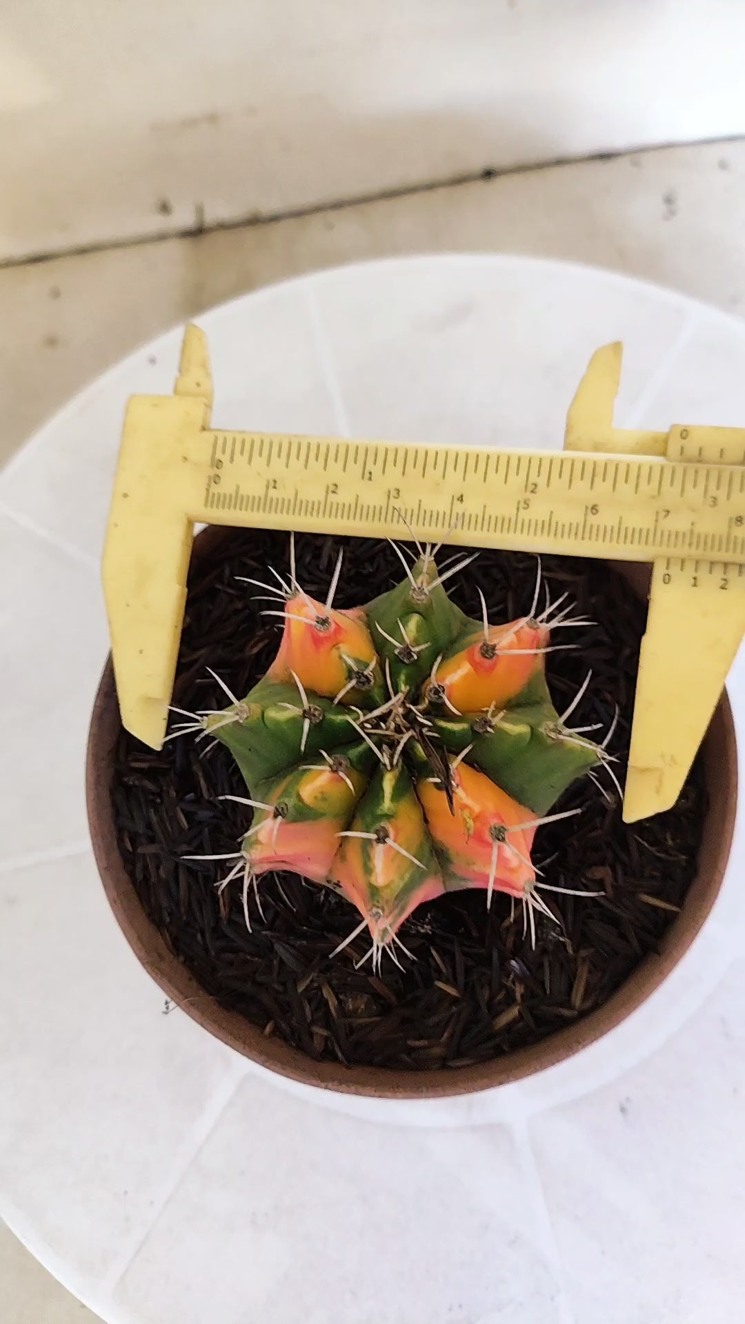 GYMNOCALYCIUM Mihanovichii Variegata Nº 1216 – vaso 11