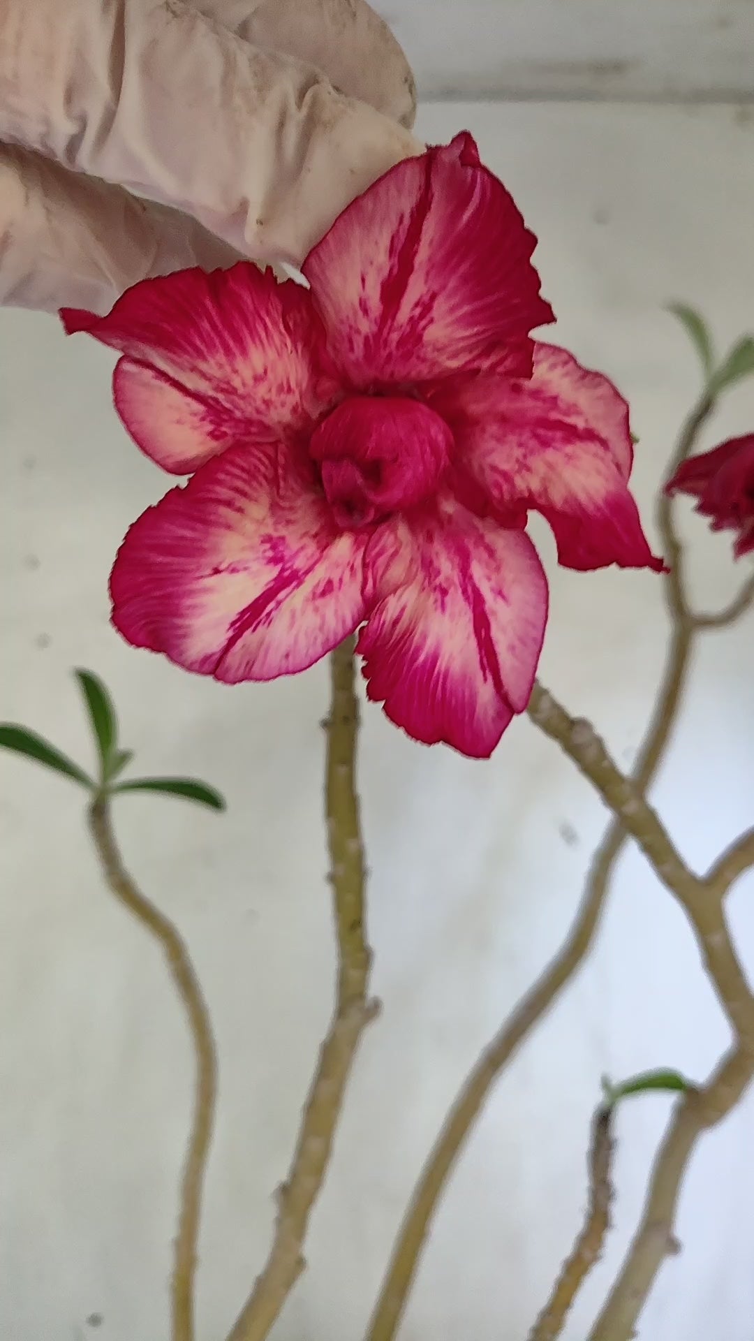 Planta Dobrada 4039 – 50cm – 04 anos - Vaso 17