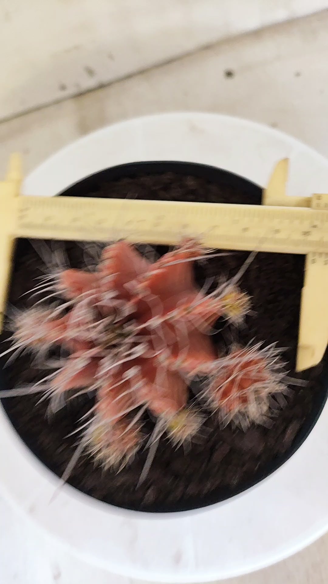 GYMNOCALYCIUM Mihanovichii Variegata "Prolifero" Nº 1807 – vaso 15