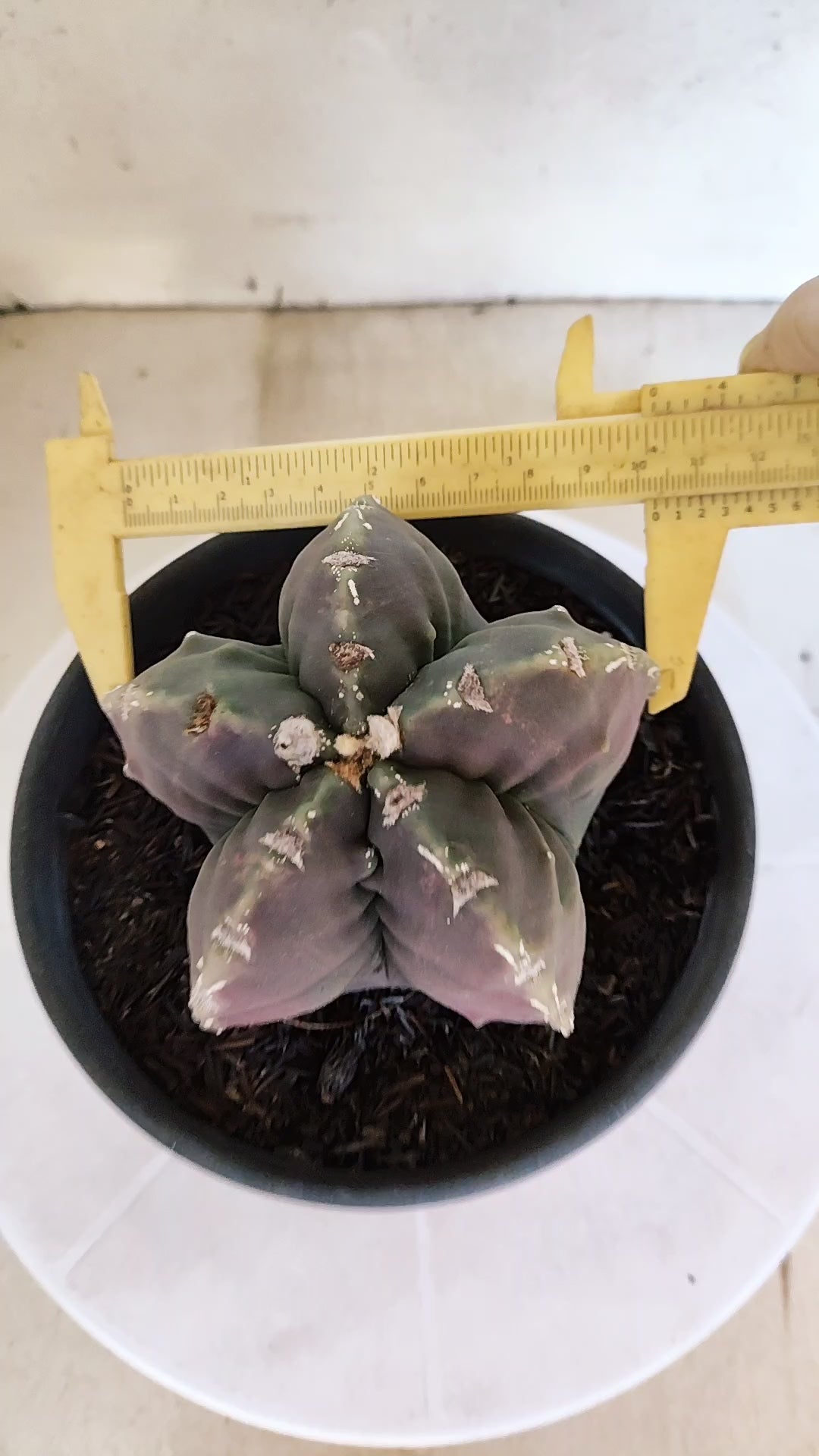 MATRIZ ASTROPHYTUM cv KIKKO "Fukuryu"  Nº 1183 – vaso 15