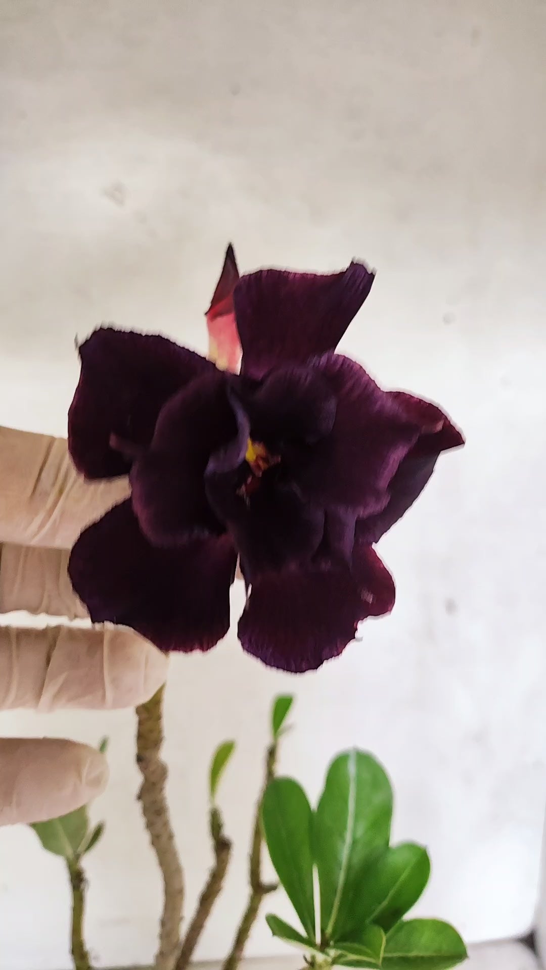 Planta Dobrada 3920 – 35cm – 03 anos