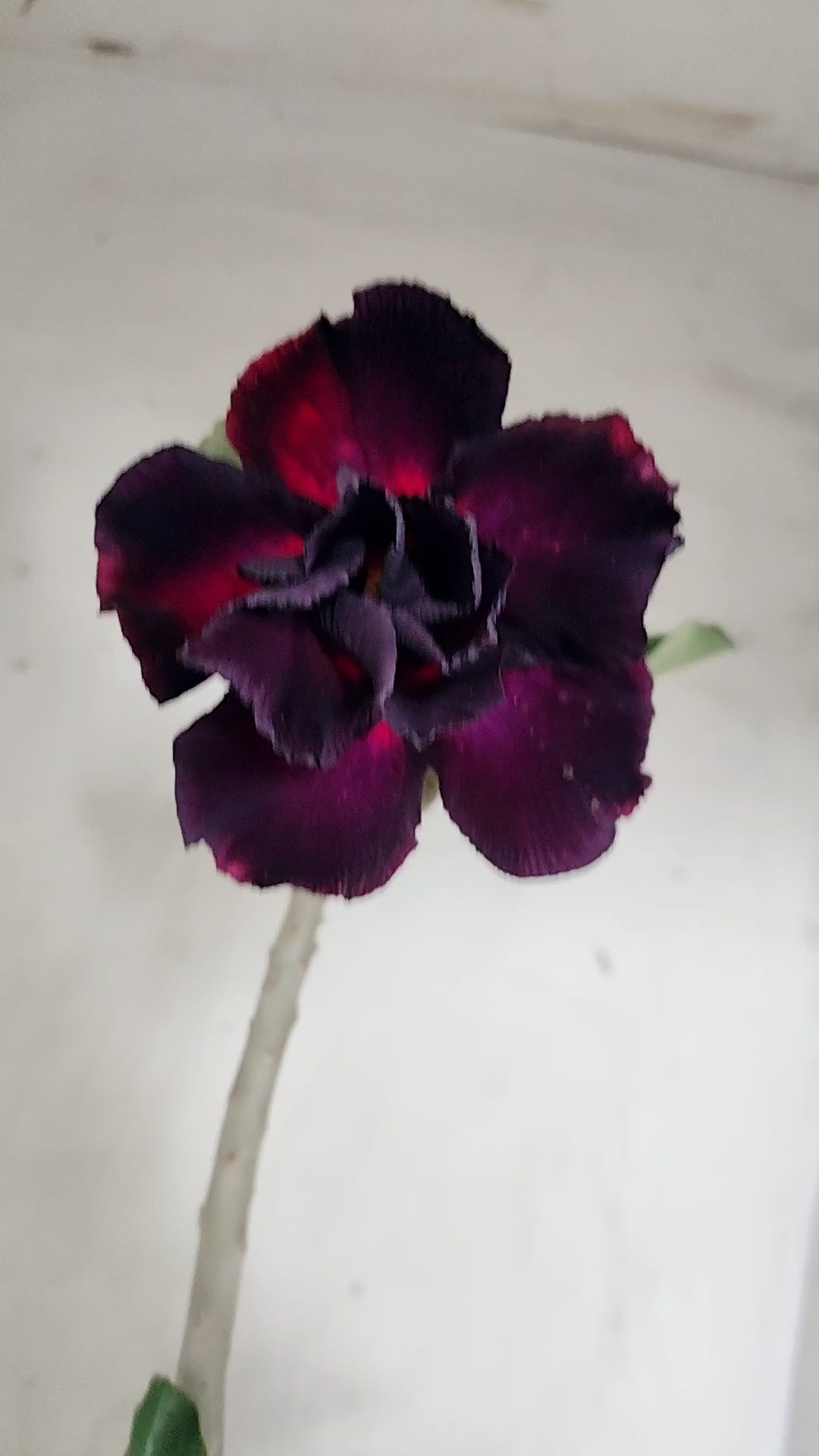 Planta Dobrada 4026 – 35cm – 03 anos - Vaso 15