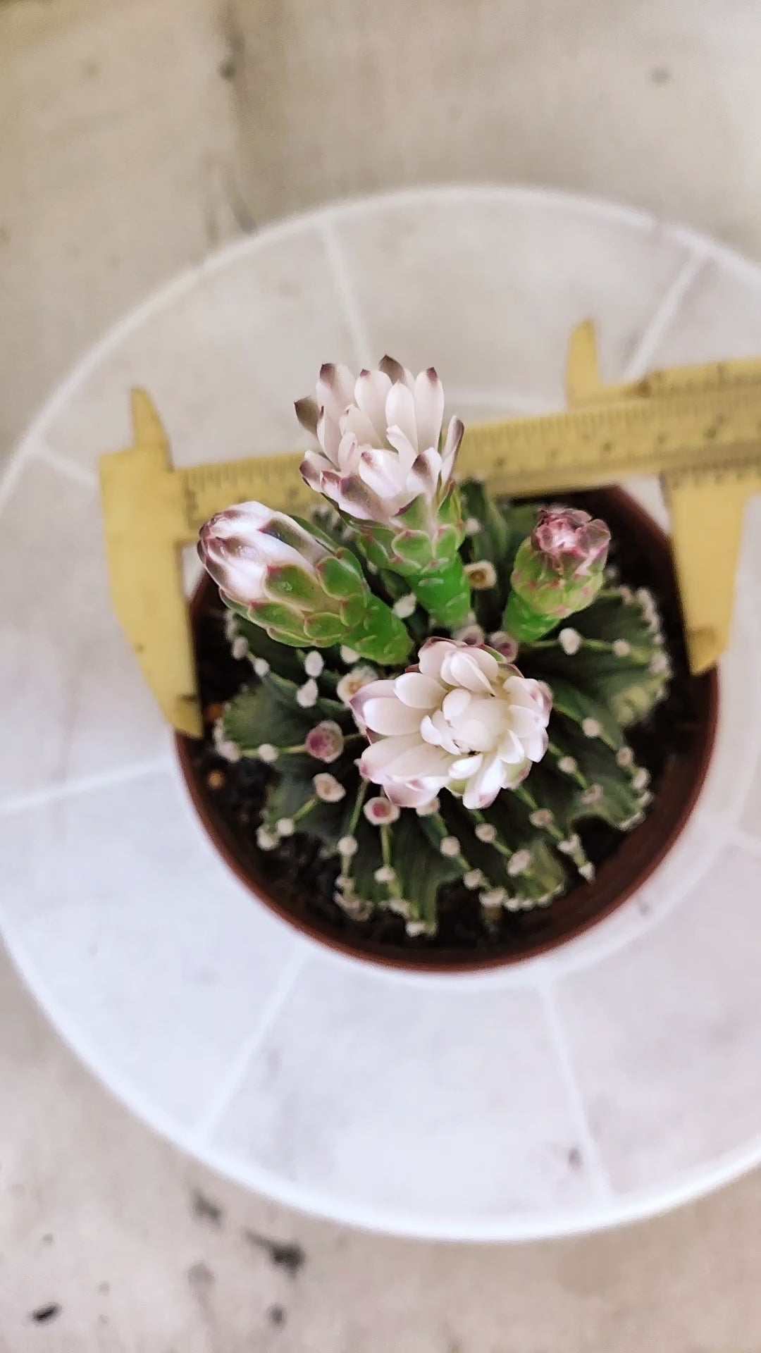 GYMNOCALYCIUM Friedrichii LB 2178 "Agua Dulce" - Nº 1209 – vaso 11