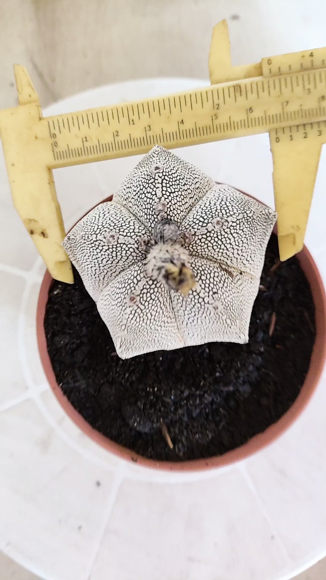 ASTROPHYTUM MYRIOSTIGMA Onzuka "VType" Nº 1391 – vaso 11