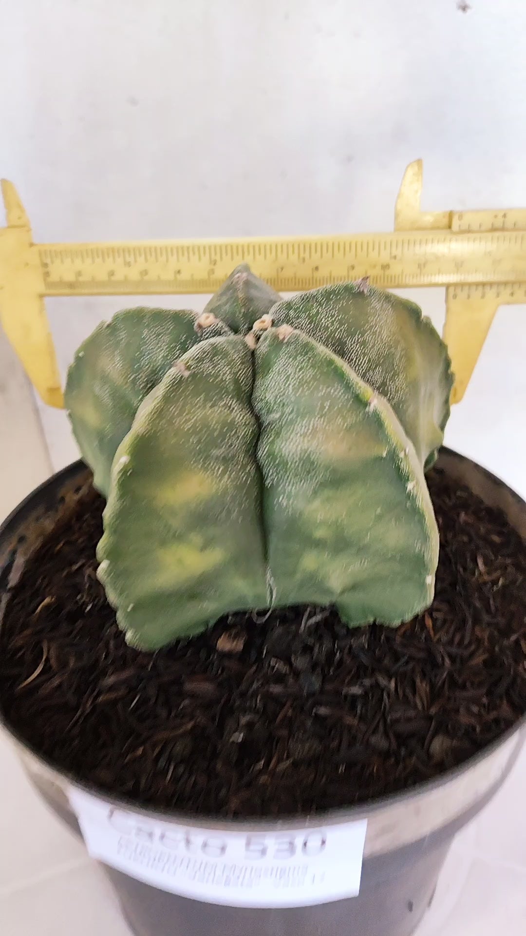 ASTROPHYTUM Myriostigma FUKURYU "Variegata" Nº 530 – vaso 15