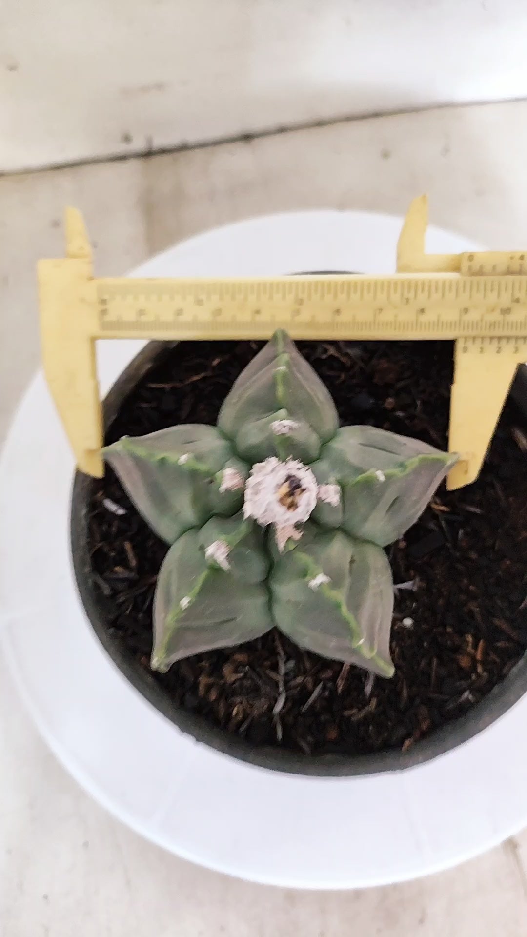 ASTROPHYTUM cv KIKKO Nº 1142  - vaso 15