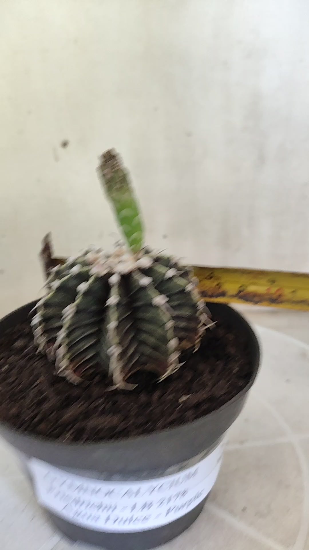 GYMNOCALYCIUM Friedrichii LB 2178 - Agua Dulce "Purple" - Nº 1801 – vaso 11