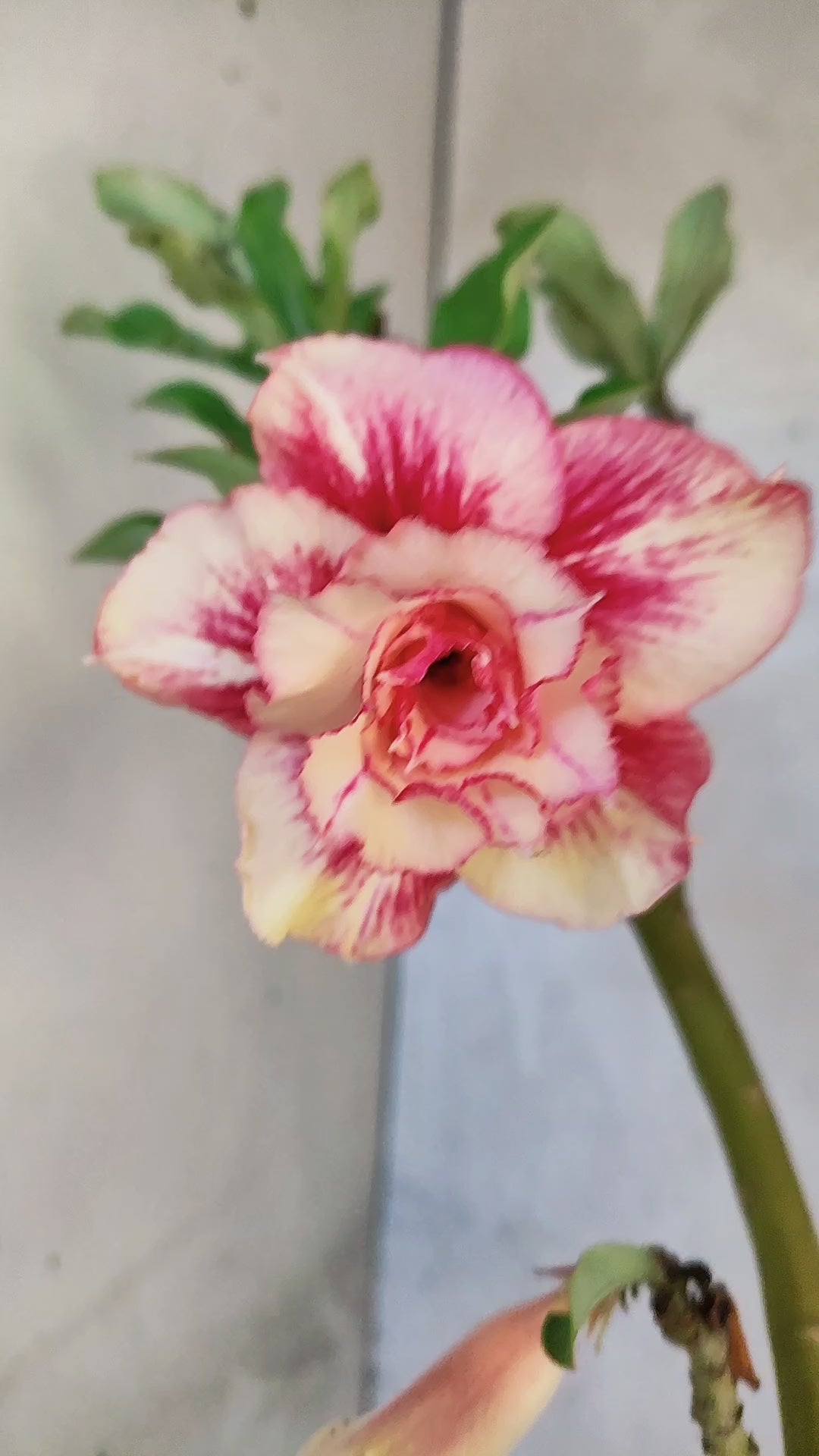 Planta Dobrada 3916 – 35cm – 02 anos