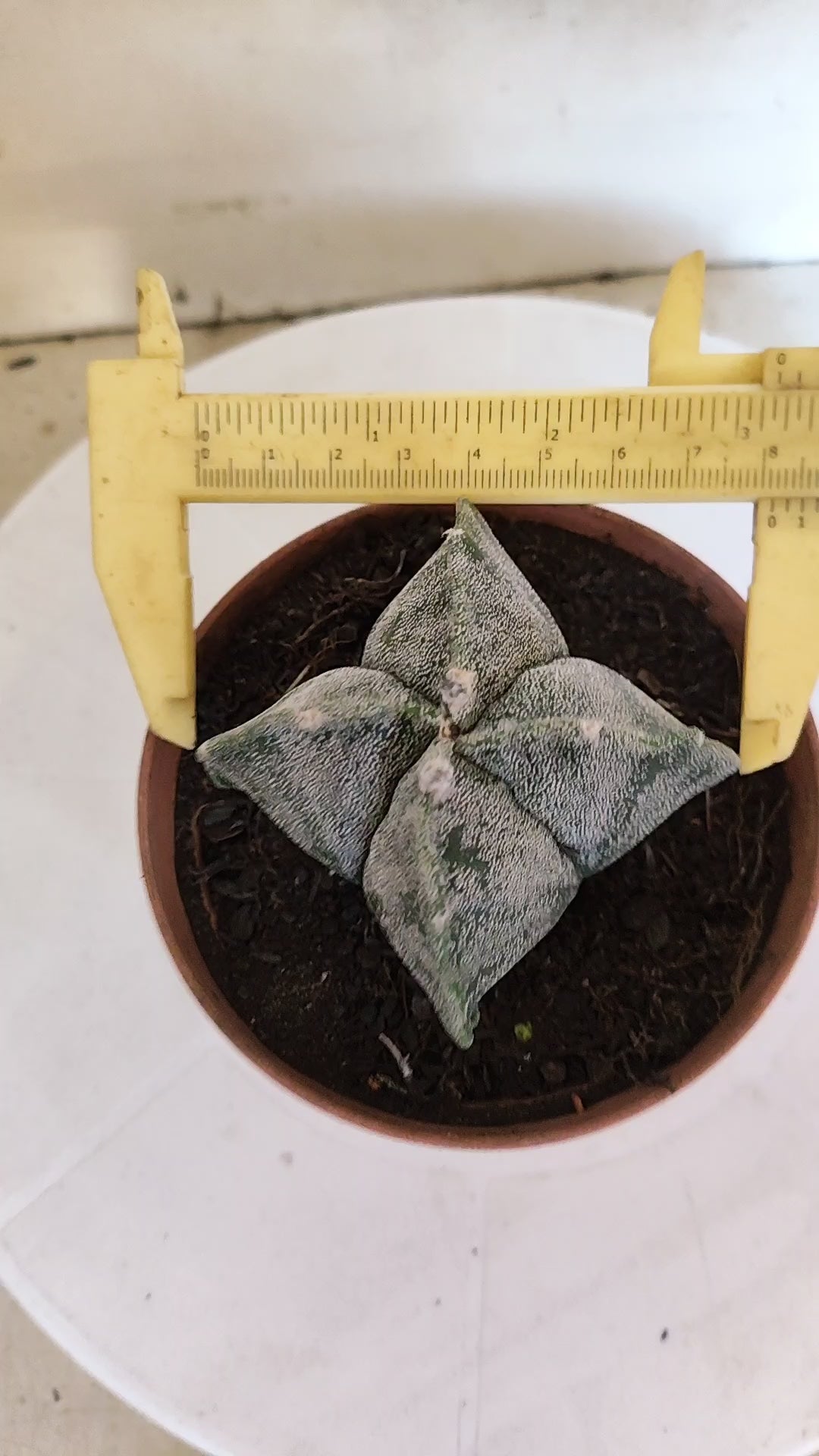 MATRIZ ASTROPHYTUM Myriostigma "4 QUINAS"  Nº  1232 – vaso 11