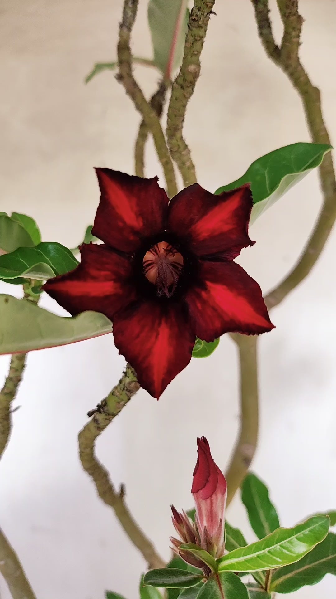 Planta Simples 3078 – 45cm – 03 anos