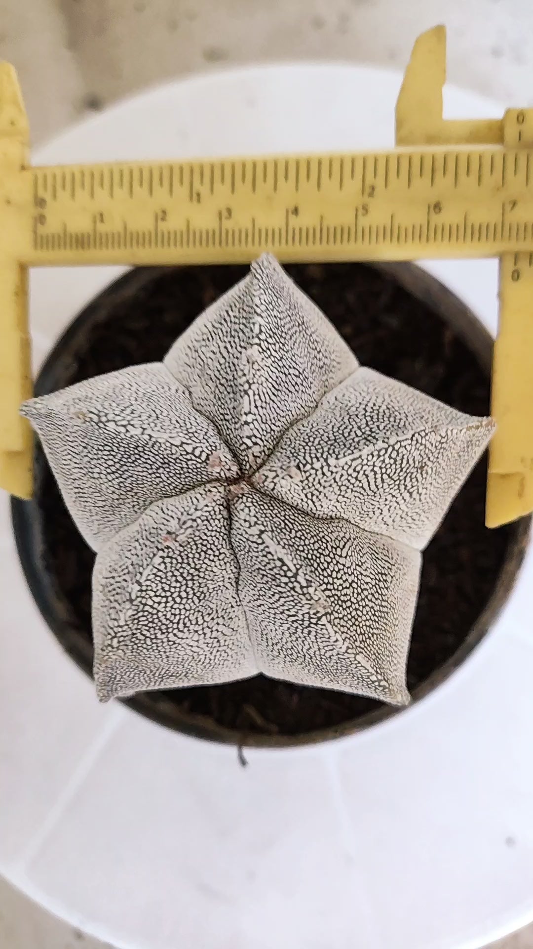 ASTROPHYTUM MYRIOSTIGMA Onzuka  Nº 788 – vaso 11