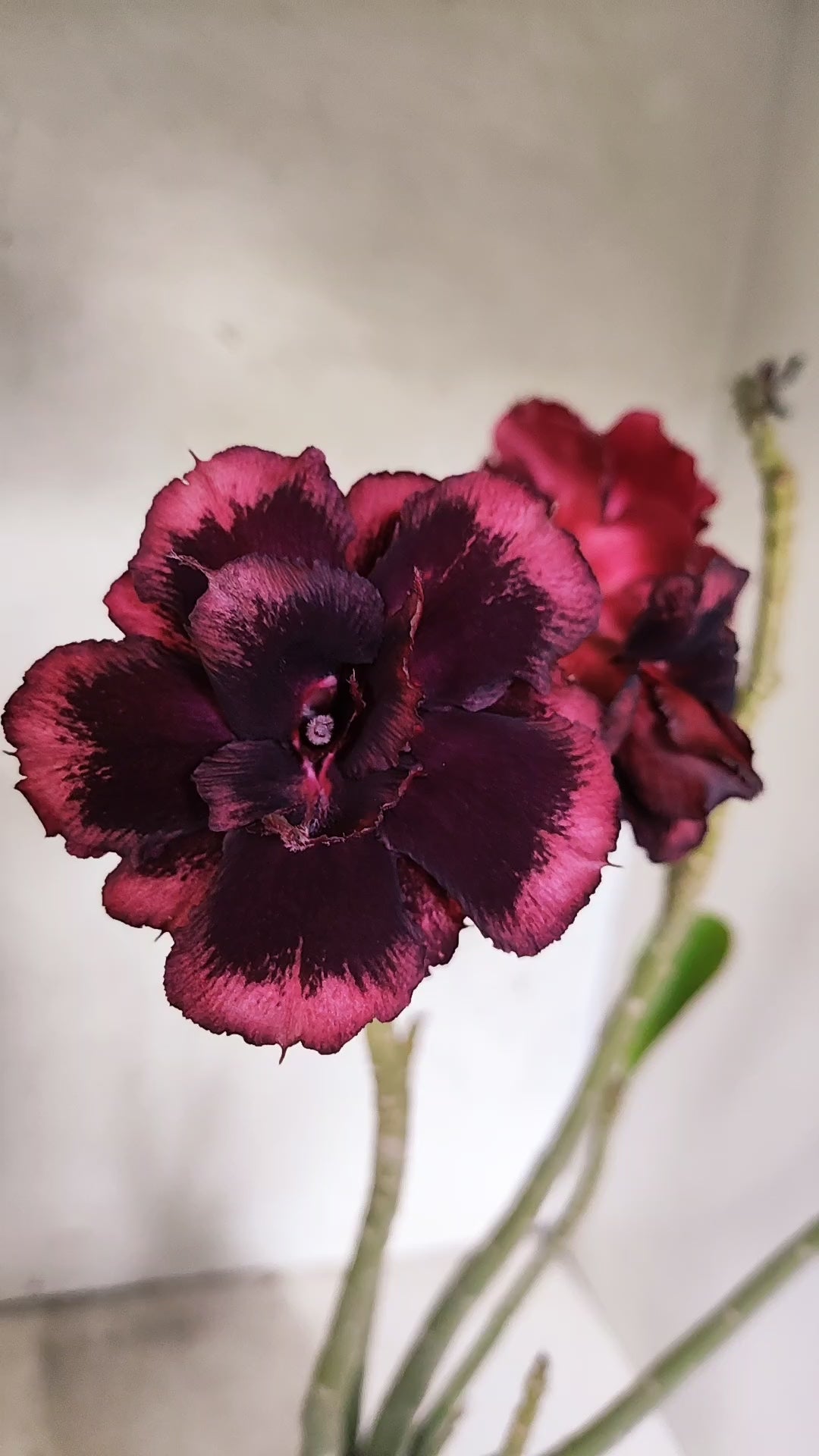 Planta Dobrada 3924 – 35cm – 03 anos