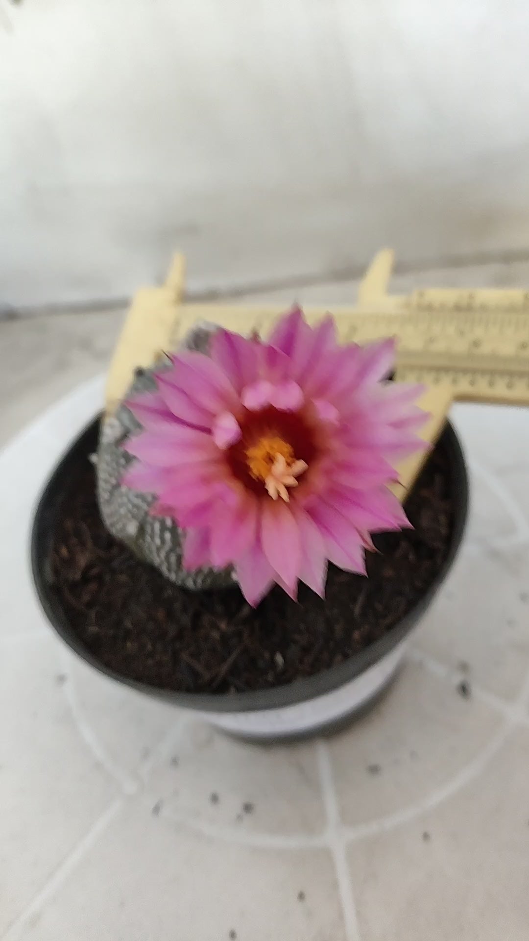 ASTROPHYTUM ASTERIAS “Purple AKABANA”  Nº 1162 – vaso 11