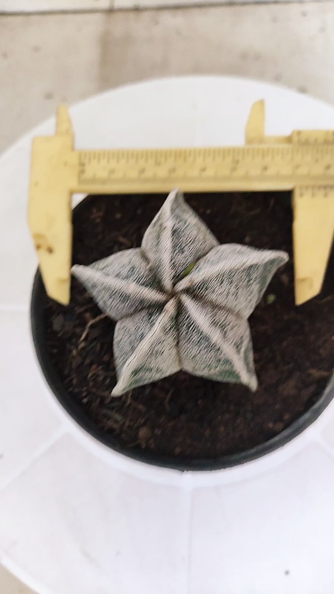 ASTROPHYTUM Myriostigma  Nº 1251 – vaso 11