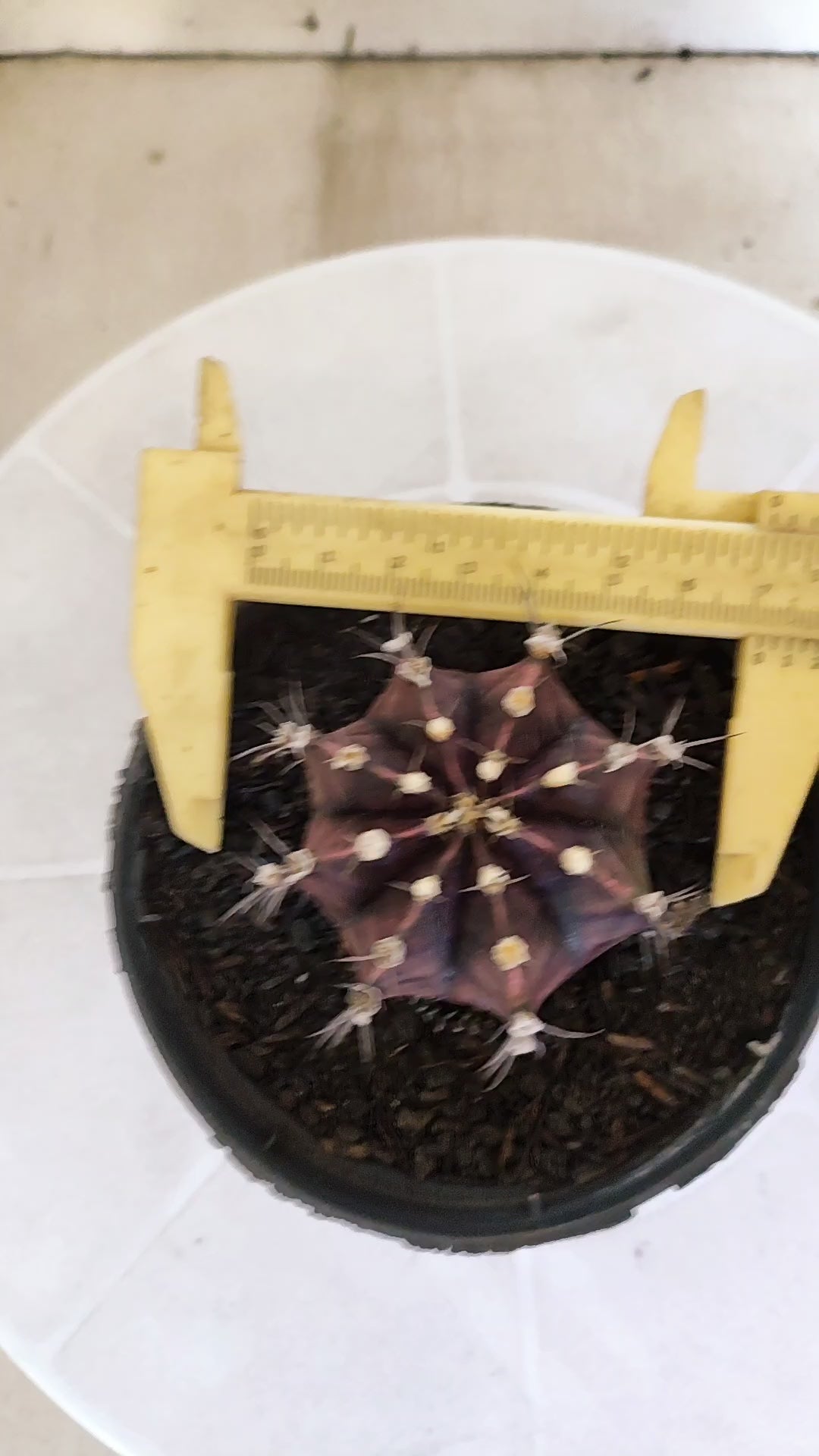 GYMNOCALYCIUM Mihanovichii "PURPLE" Nº 1217 – vaso 11