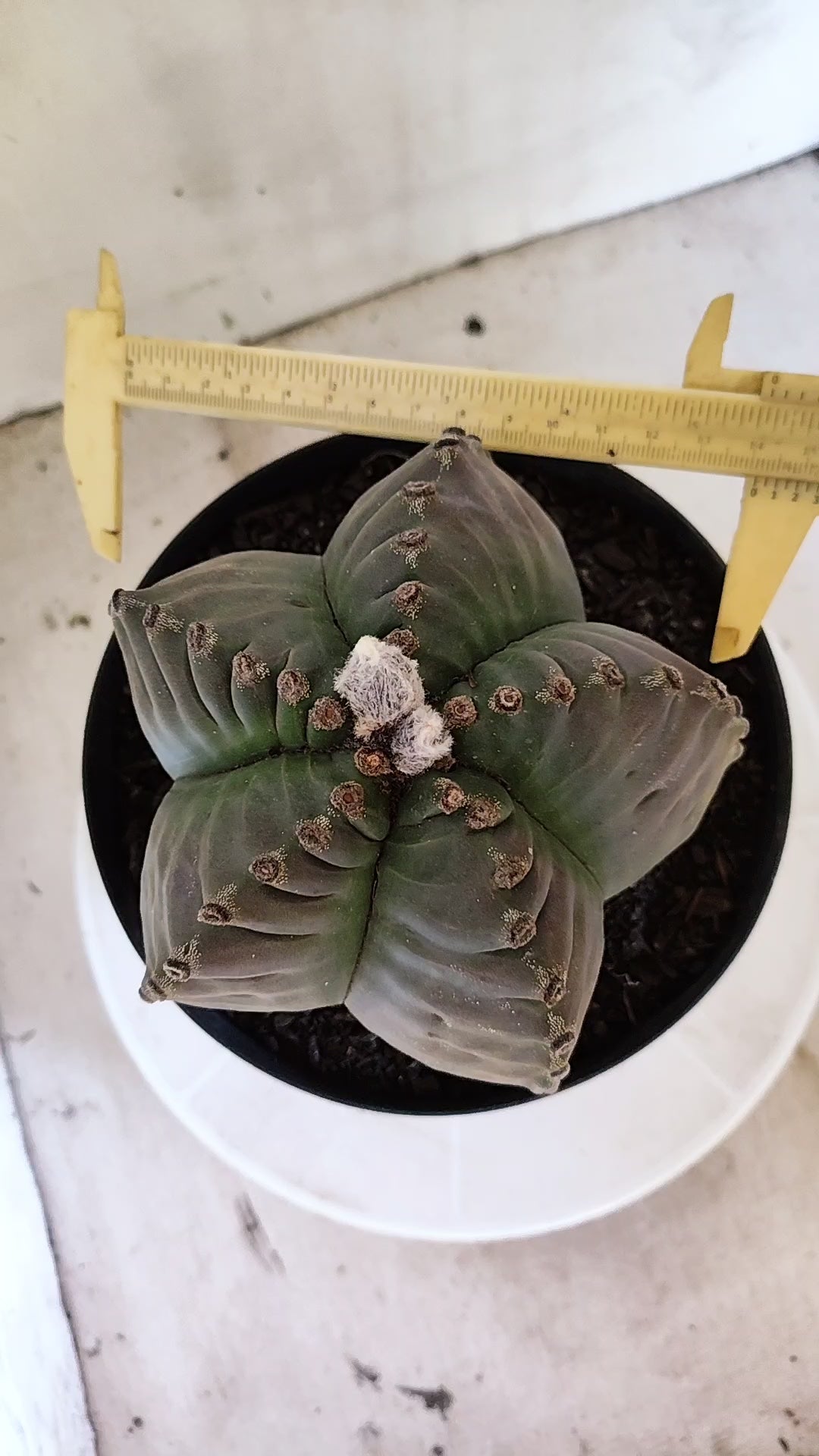 MATRIZ ASTROPHYTUM cv KIKKO  Nº 723 – vaso 17
