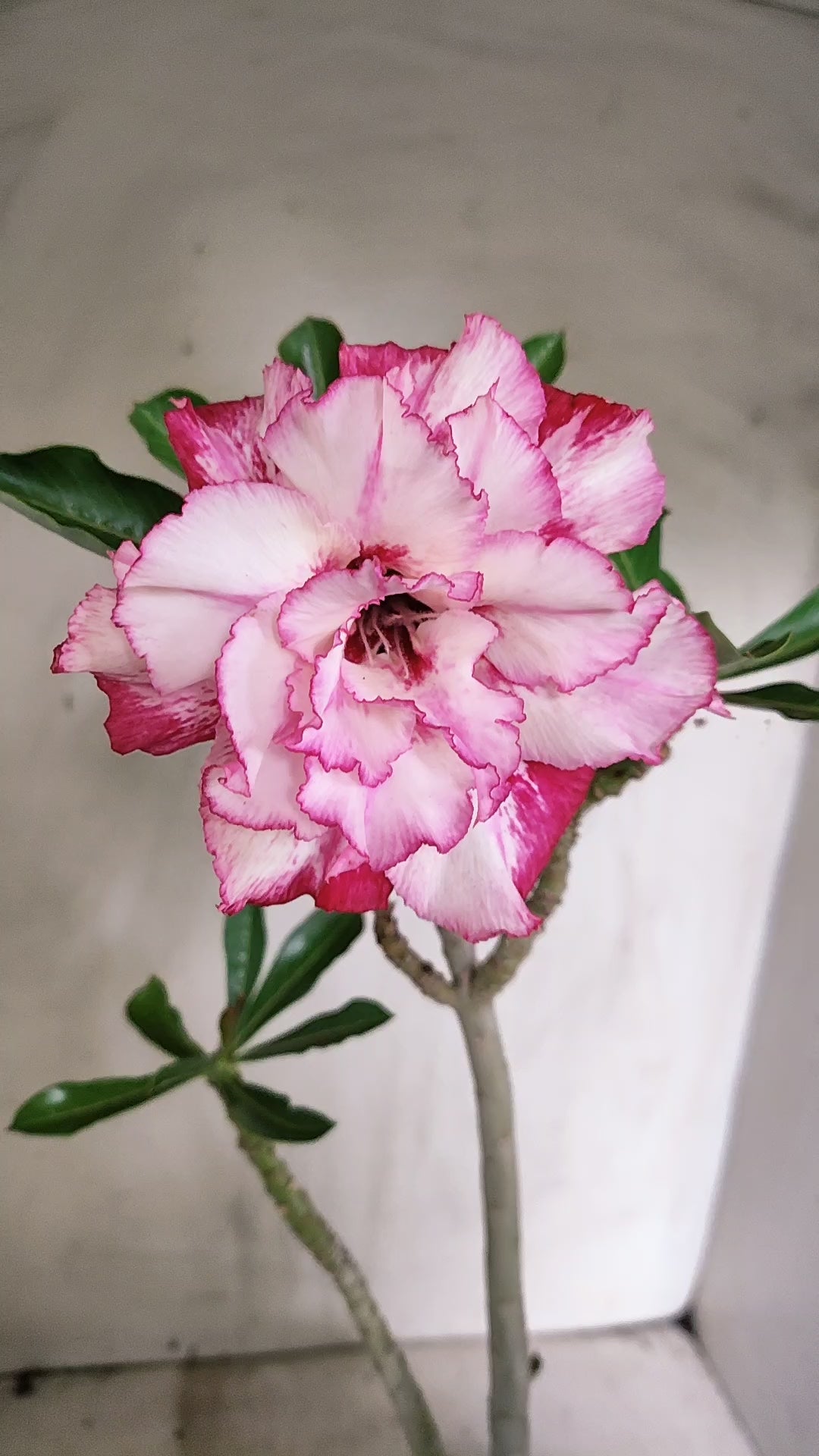 Planta Dobrada 4027 – 30cm – 02 anos - Vaso 15