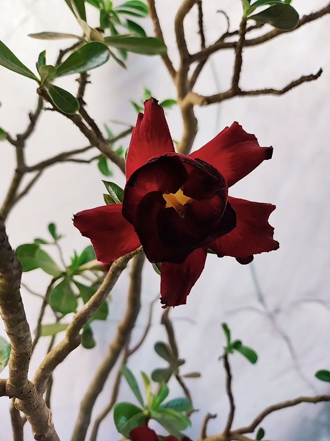 Planta MATRIZ DOBRADA Nº 53 – 90cm – 10 anos