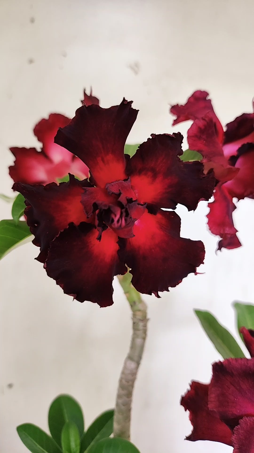 Planta Dobrada 4057 – 30cm – 02 anos - Vaso 15