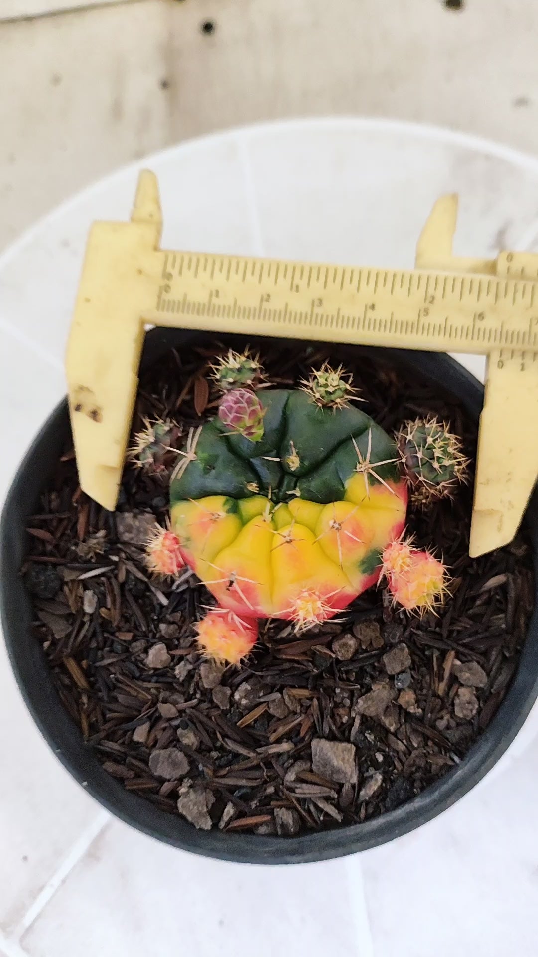 GYMNOCALYCIUM DAMSII Variegata Nº 1410 – vaso 11