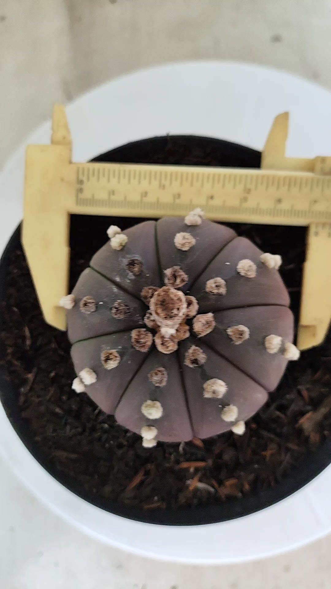 MATRIZ ASTROPHYTUM ASTÉRIAS "Purple" Nº 1225 – vaso 15