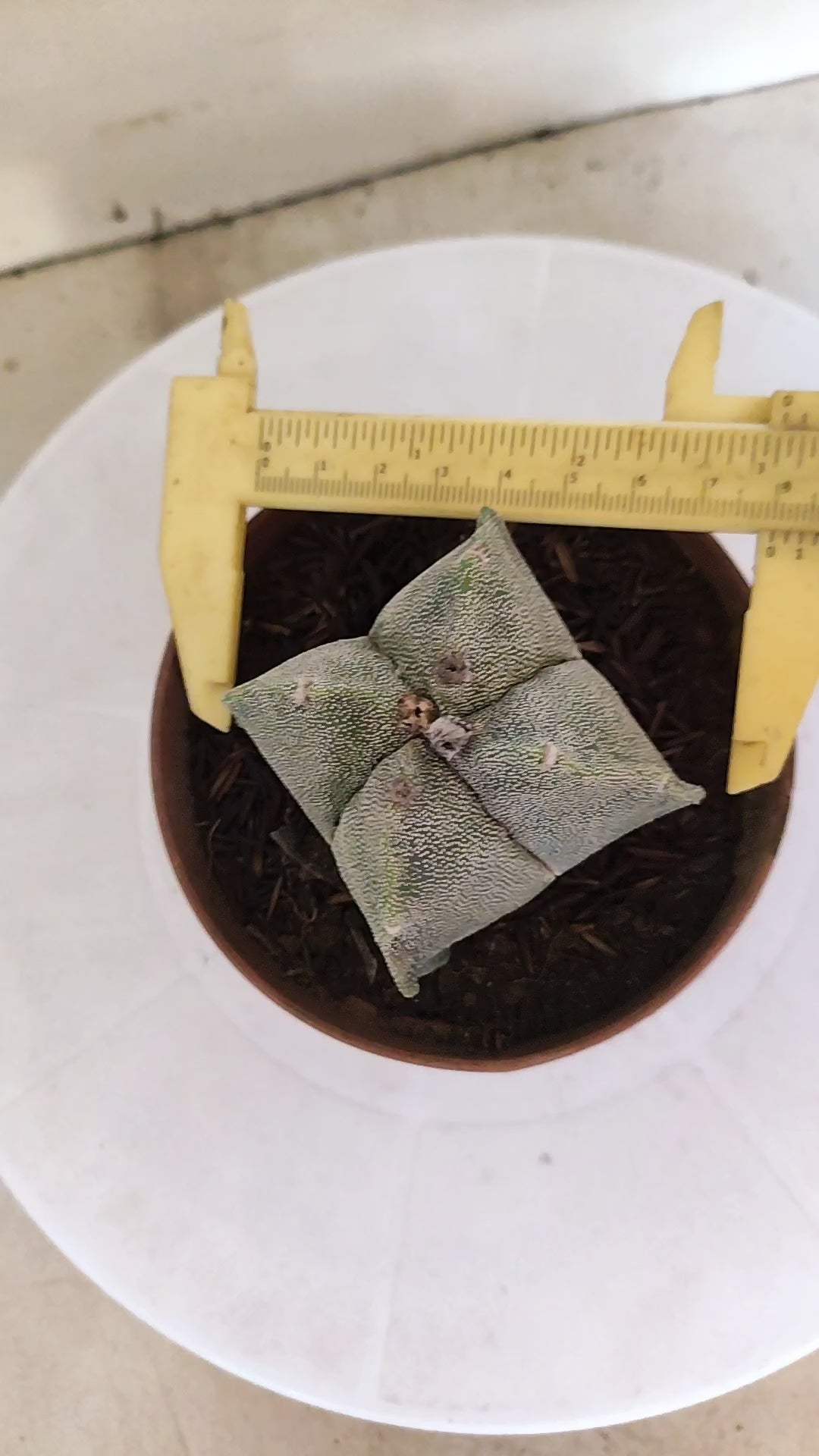 MATRIZ ASTROPHYTUM Myriostigma "4 QUINAS"  Nº 158 – vaso 11