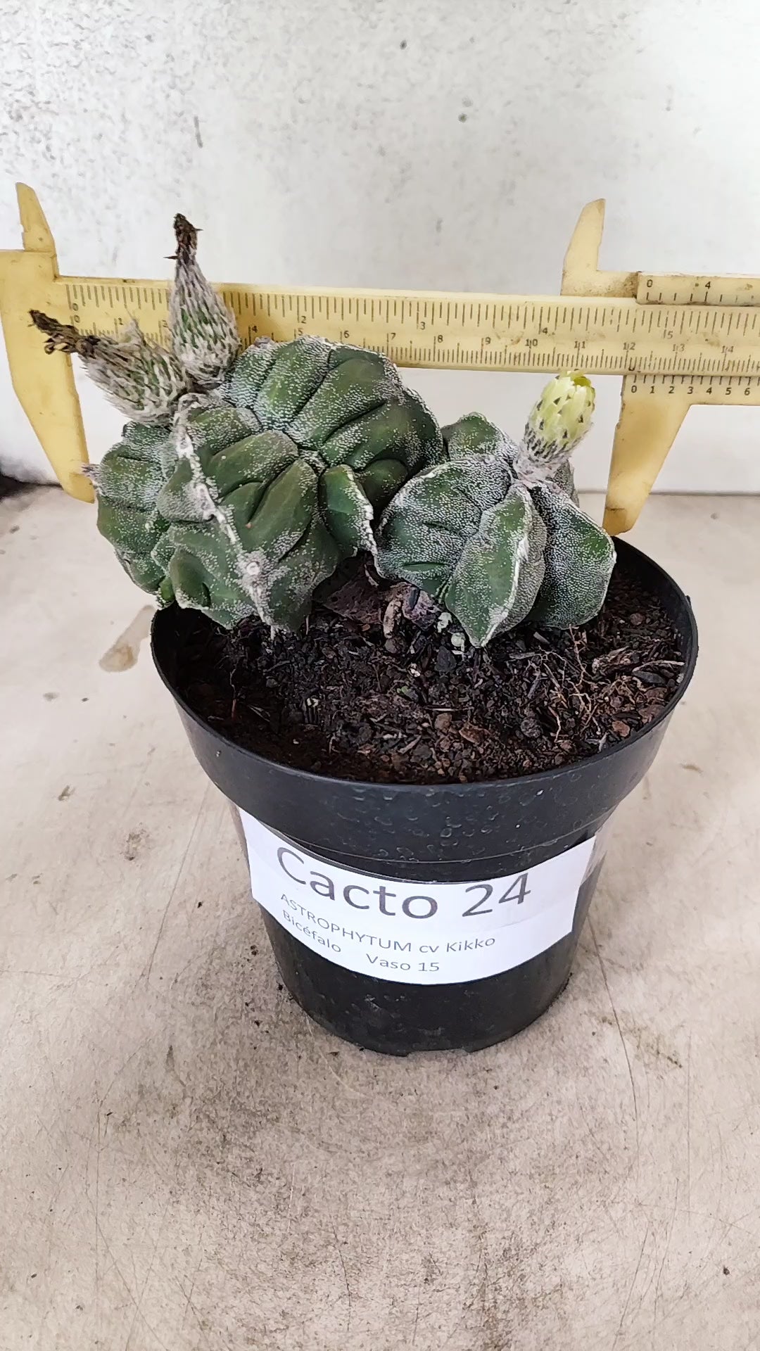 MATRIZ ASTROPHYTUM cv KIKKO "Bicefalo"  Nº 24 – vaso 15