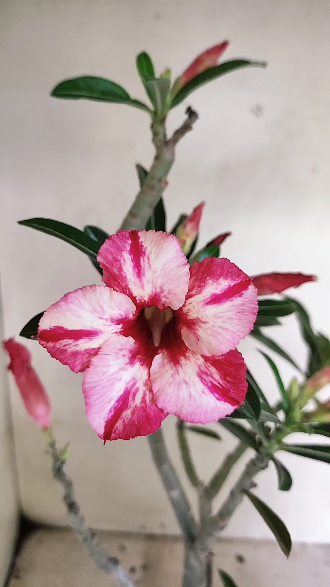 Planta Simples 3676 – 35cm – 03 anos - vaso 15