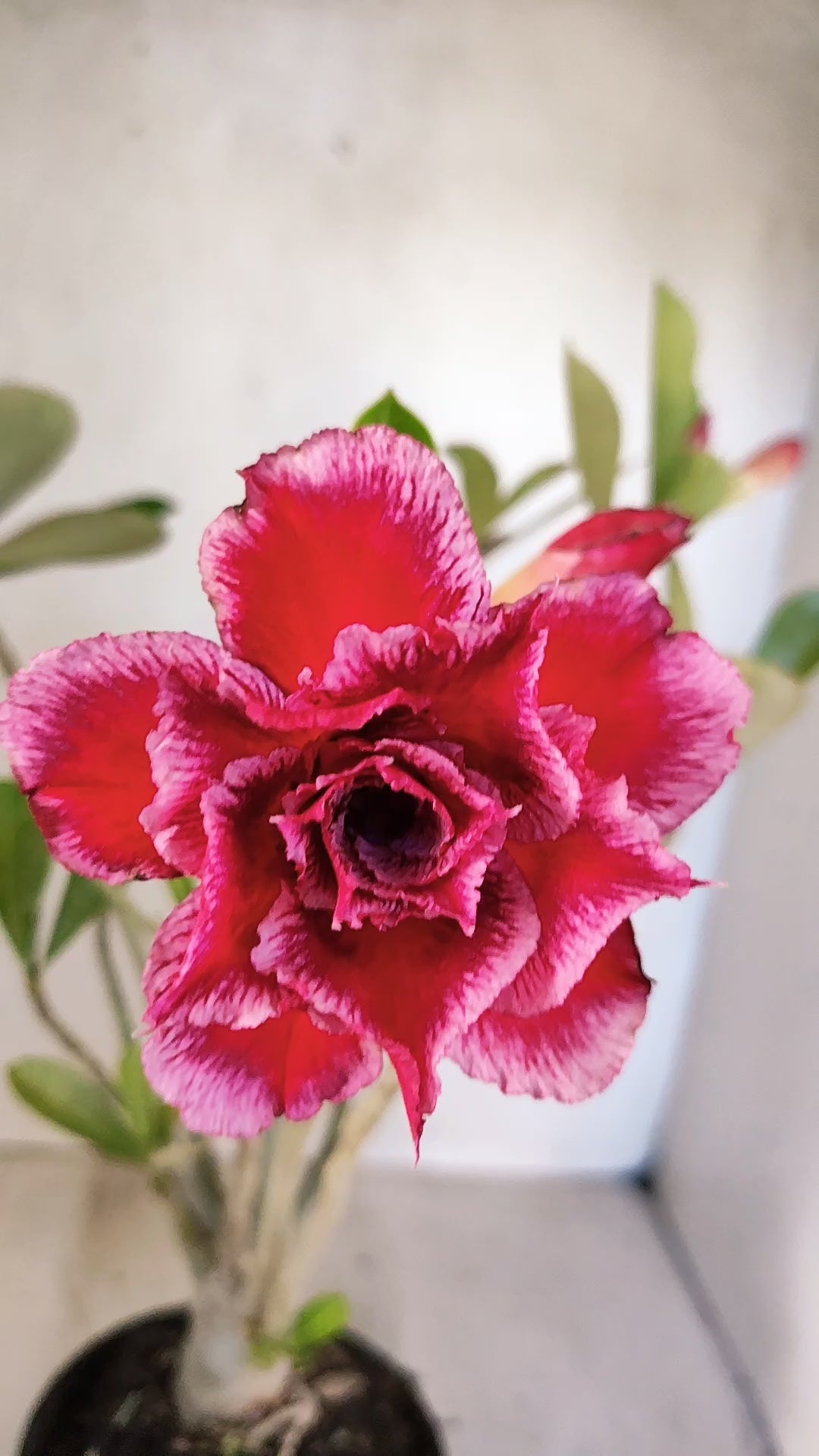 Planta Dobrada 3951 – 35cm – 03 anos